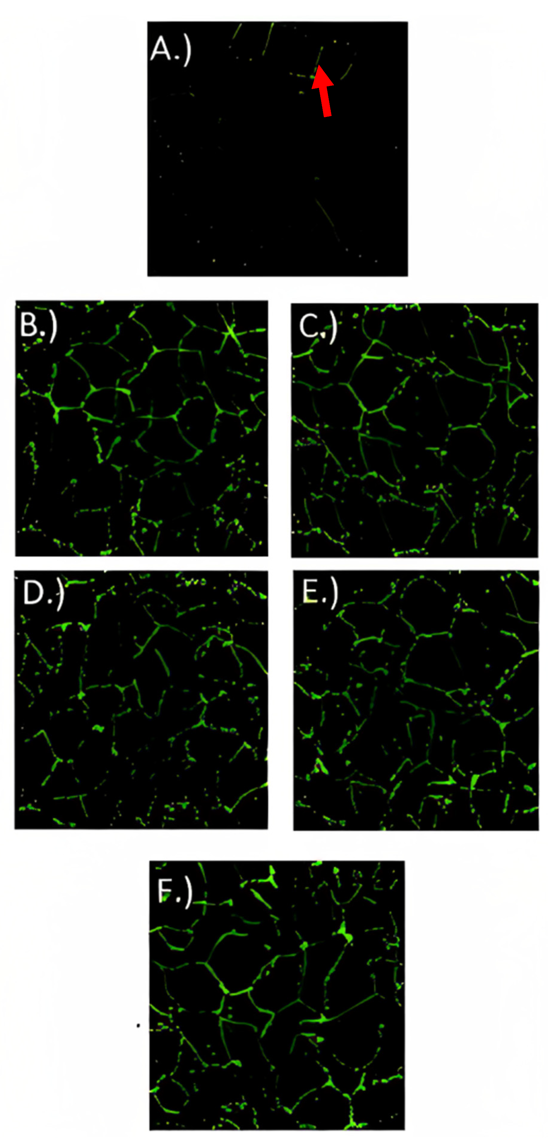 Fermentation 09 00566 g006 Fermentation 09 00566 g006