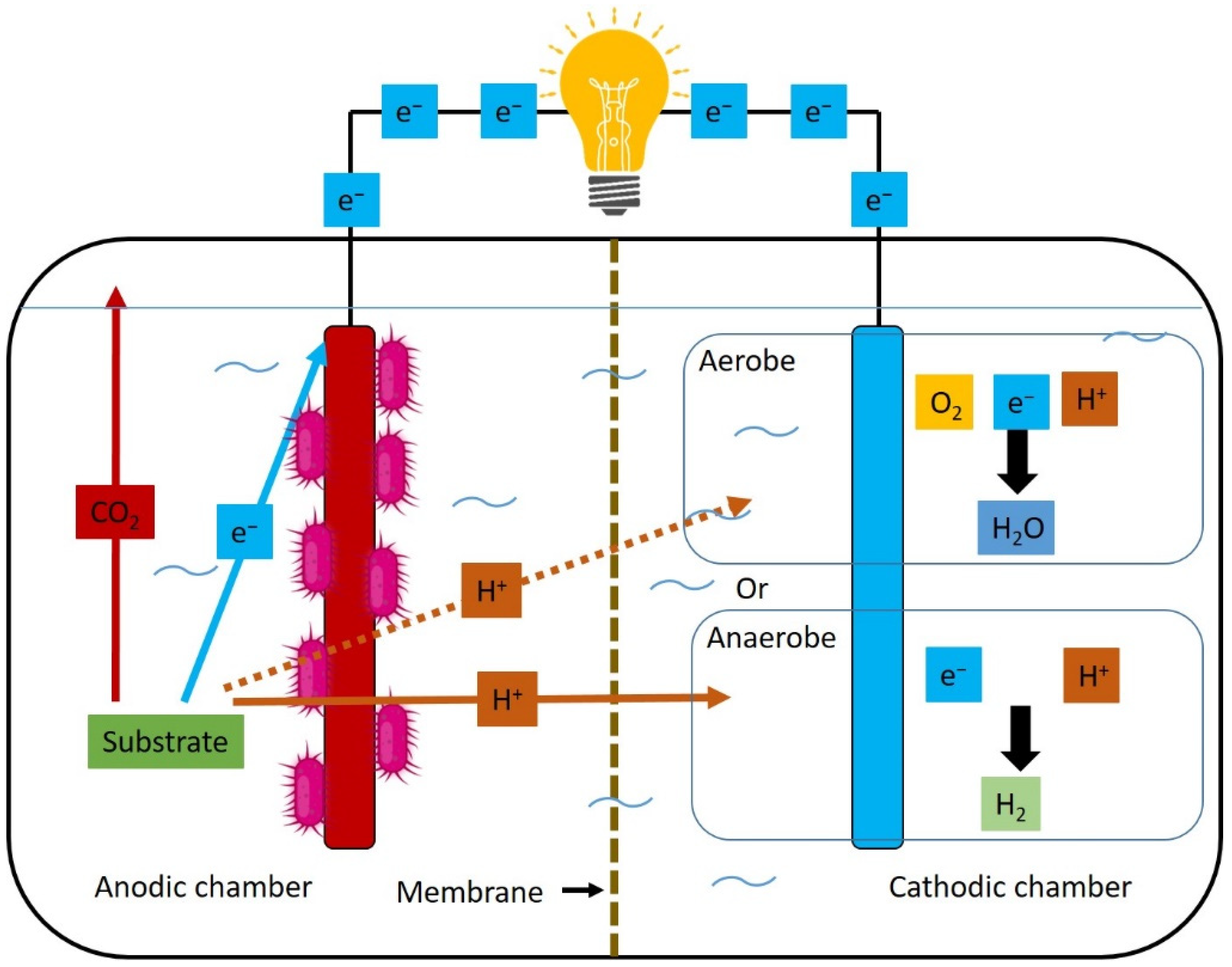 Fermentation 09 00610 g003