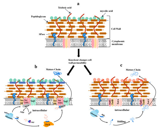 Fermentation 09 00729 g003