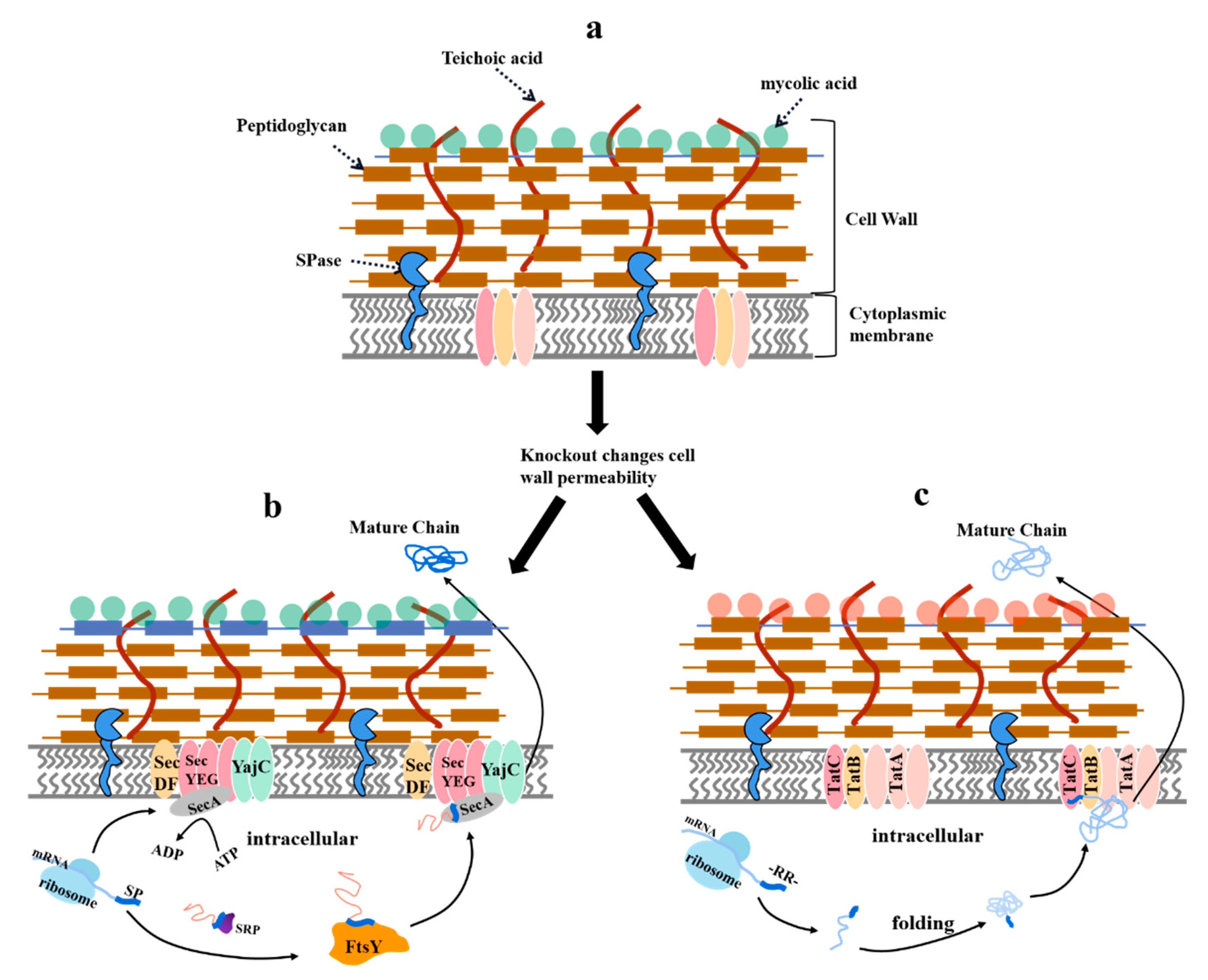 Fermentation 09 00729 g003