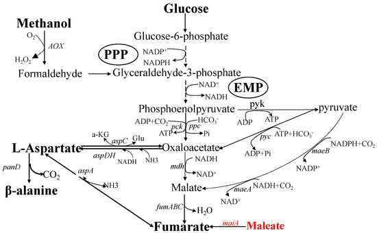 Fermentation 09 00737 g001