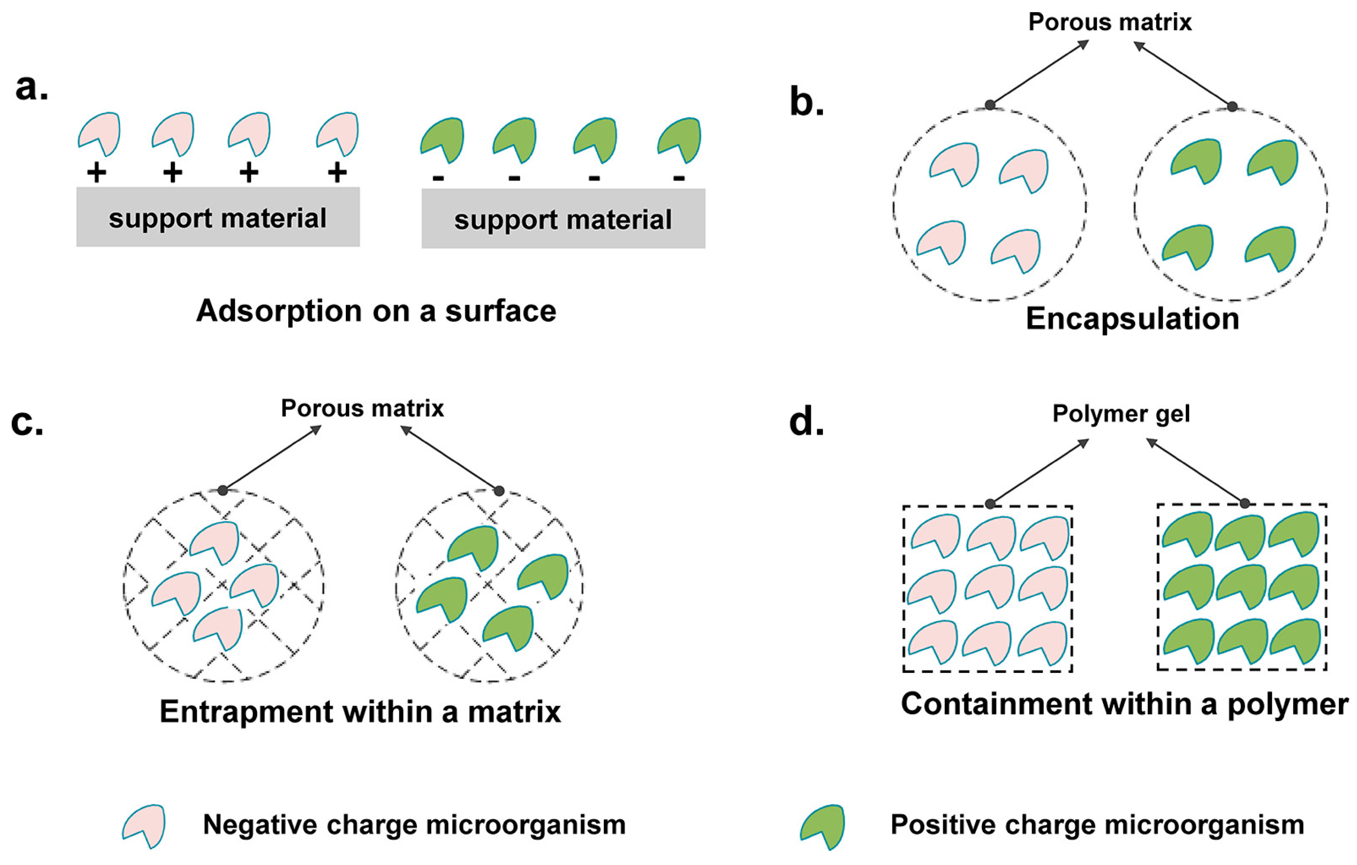 Fermentation 09 00765 g001 Fermentation 09 00765 g001
