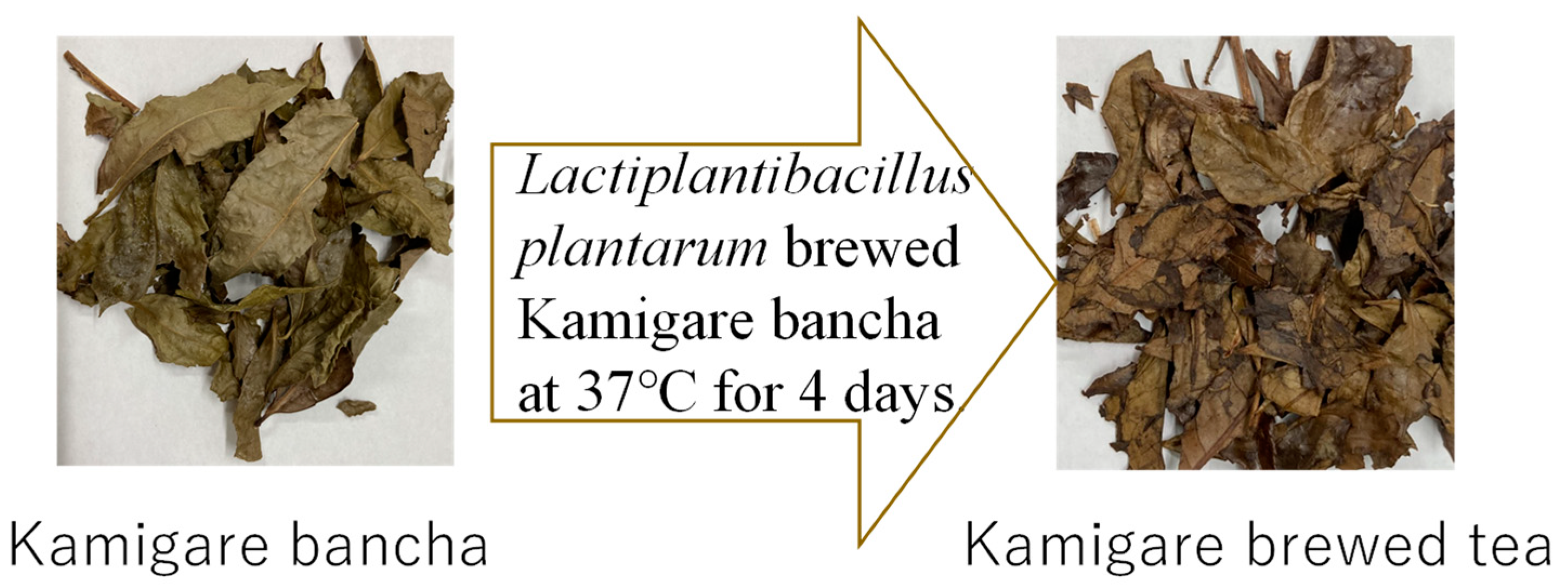 Fermentation 09 00876 g002