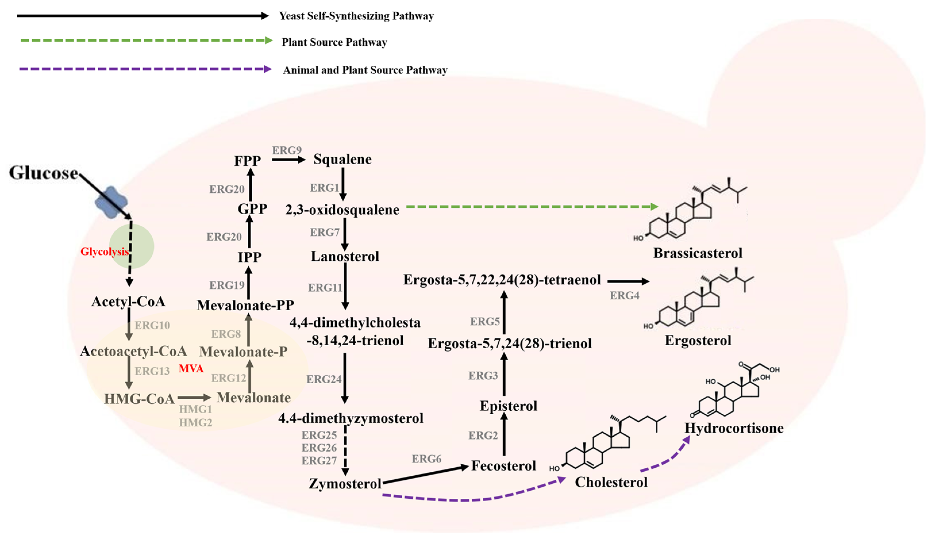 Fermentation 09 00890 g005