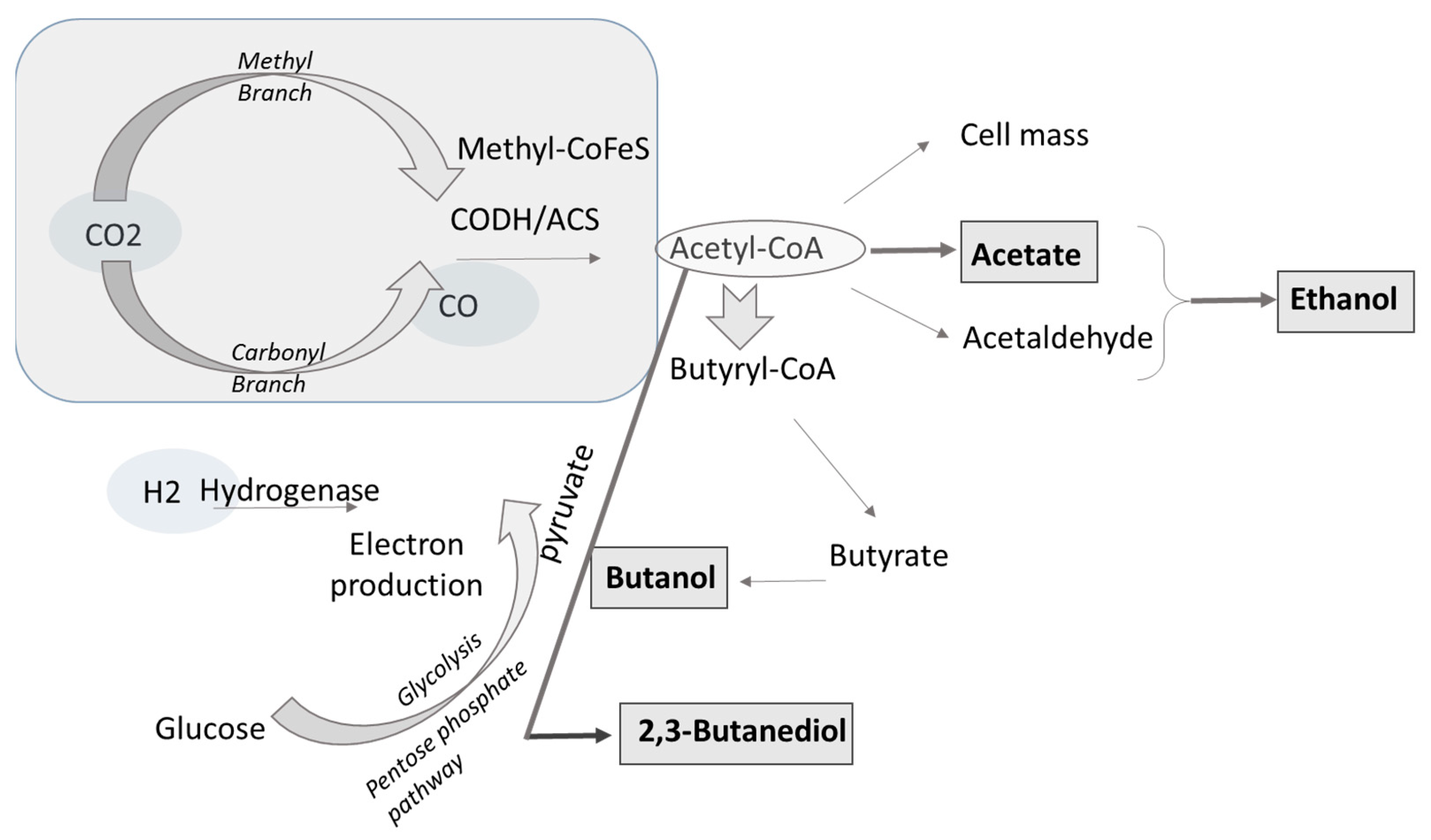 Fermentation 09 00898 g002