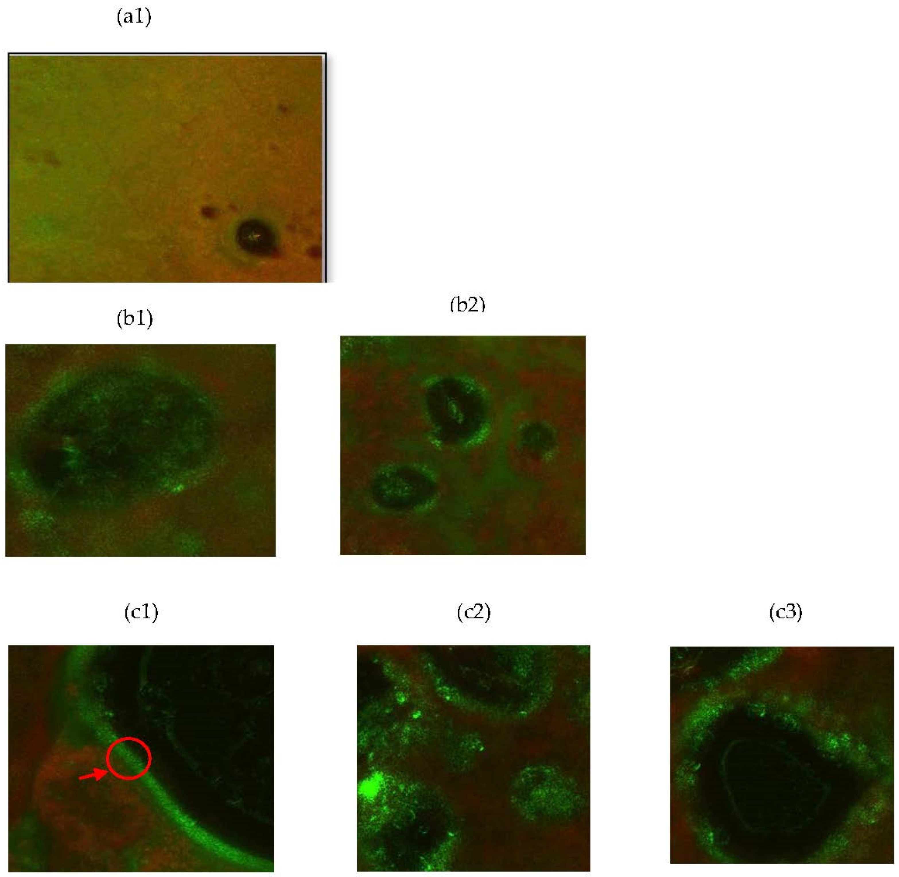 Fermentation 09 00928 g003