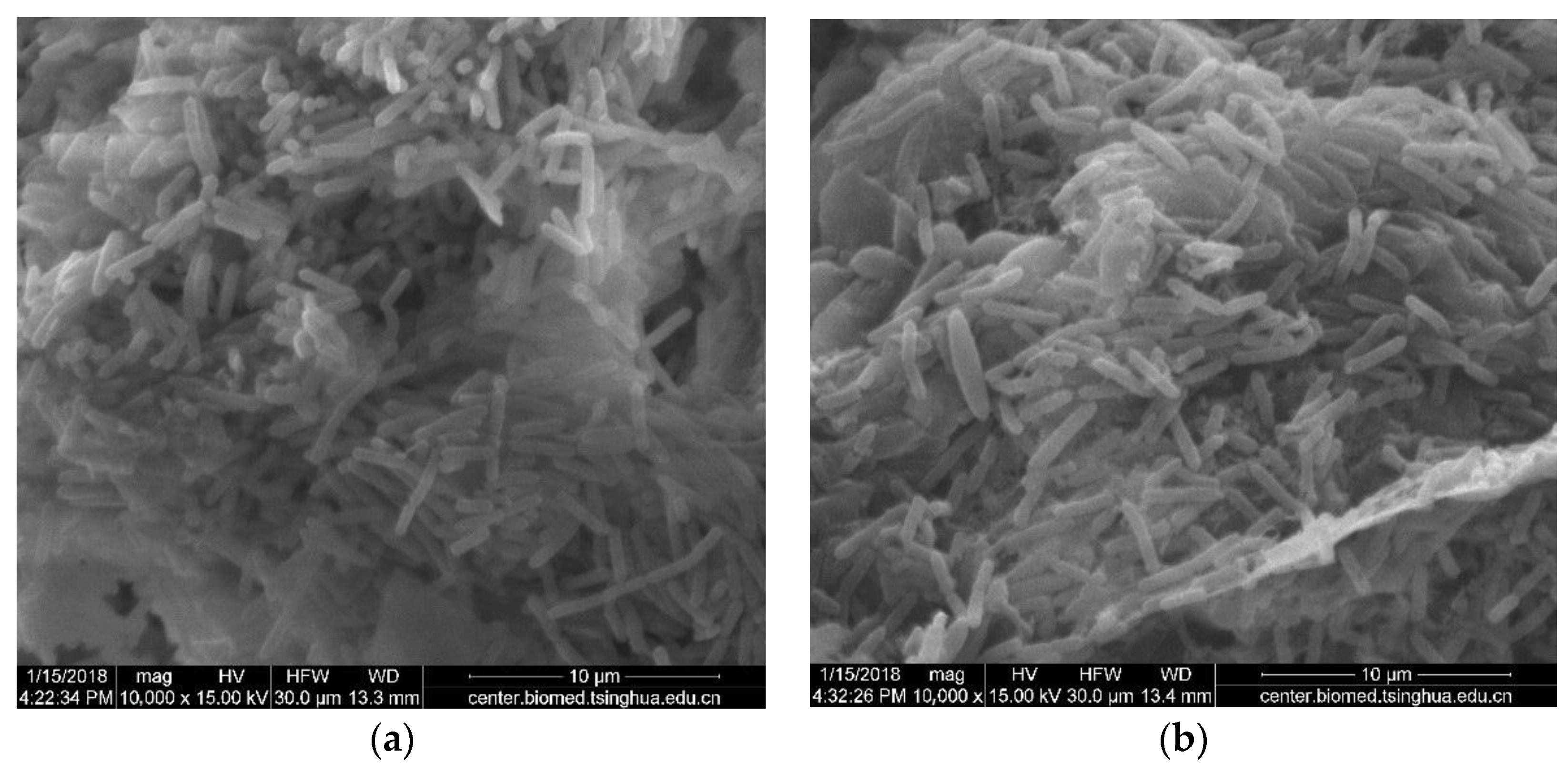Fermentation 09 00942 g008
