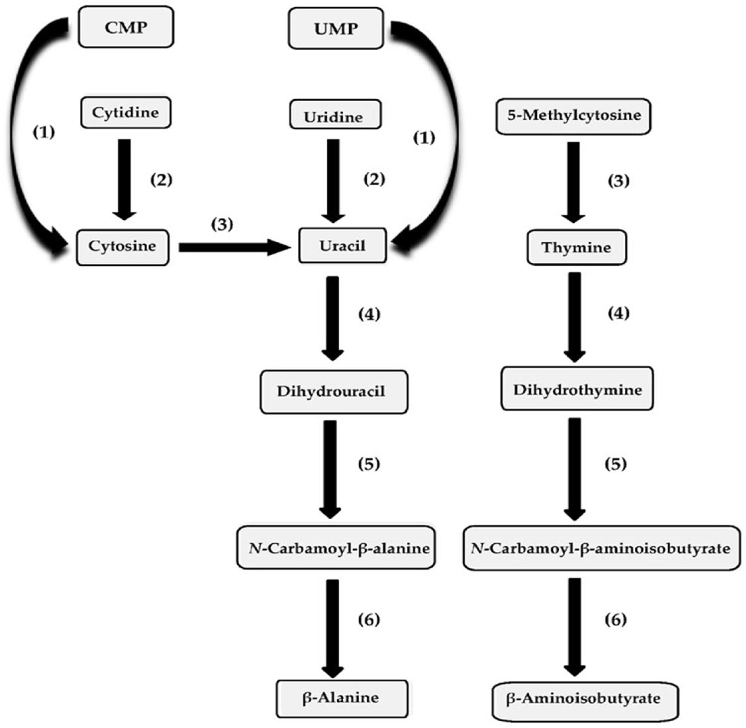 Fermentation 09 00955 g002
