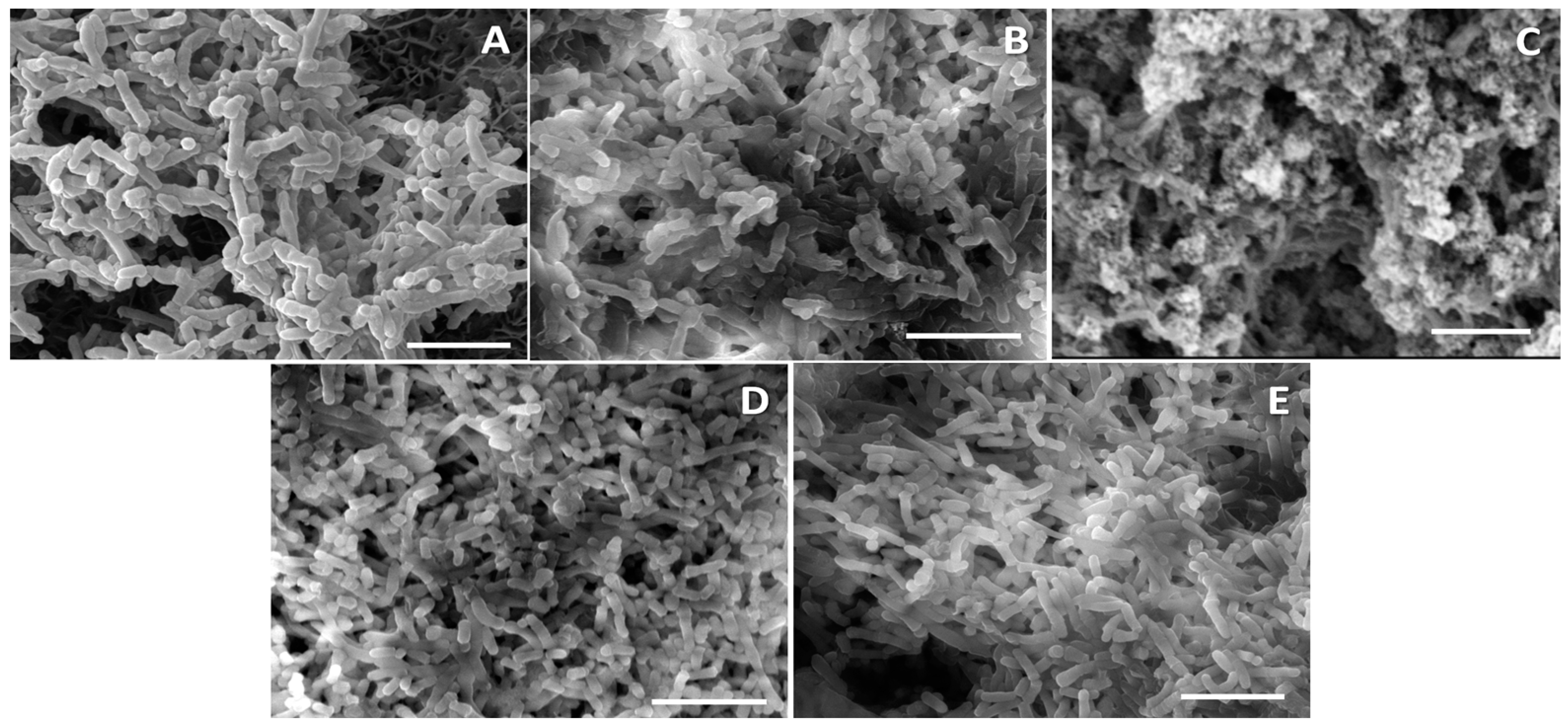 Fermentation 09 00957 g005