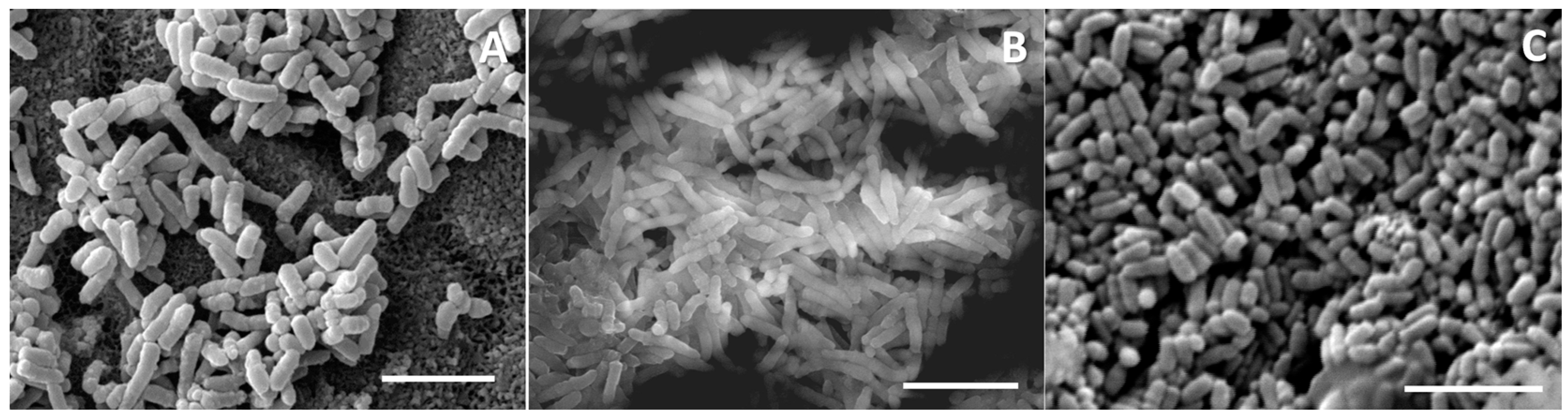 Fermentation 09 00957 g007