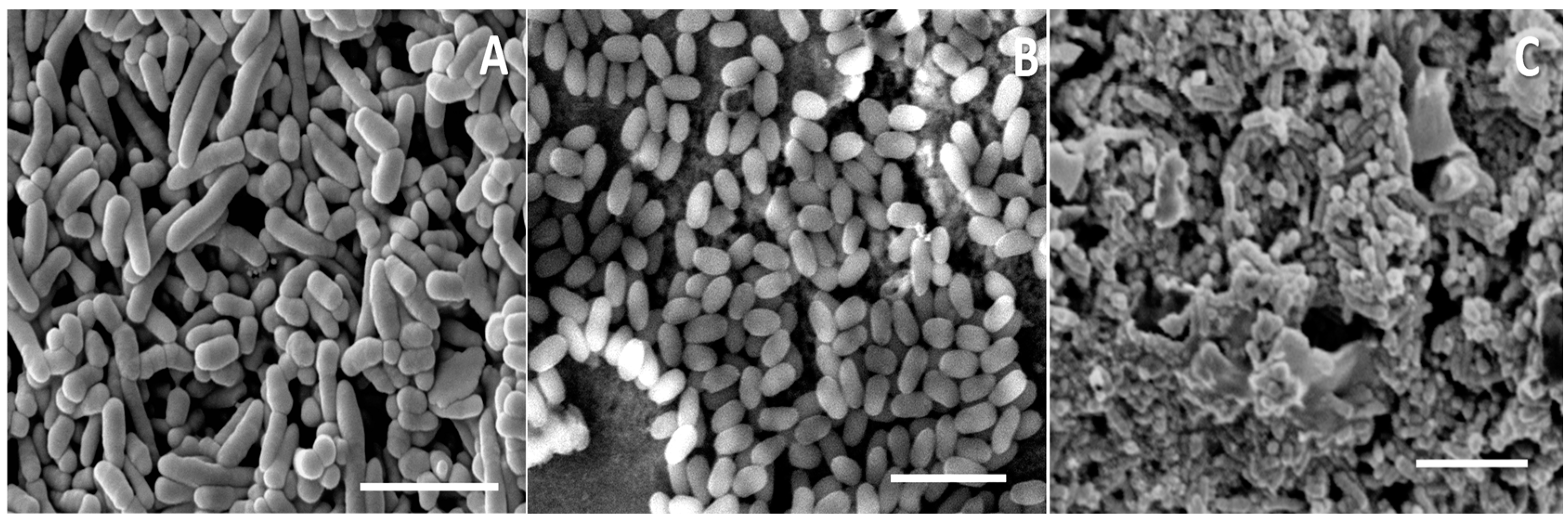 Fermentation 09 00957 g009