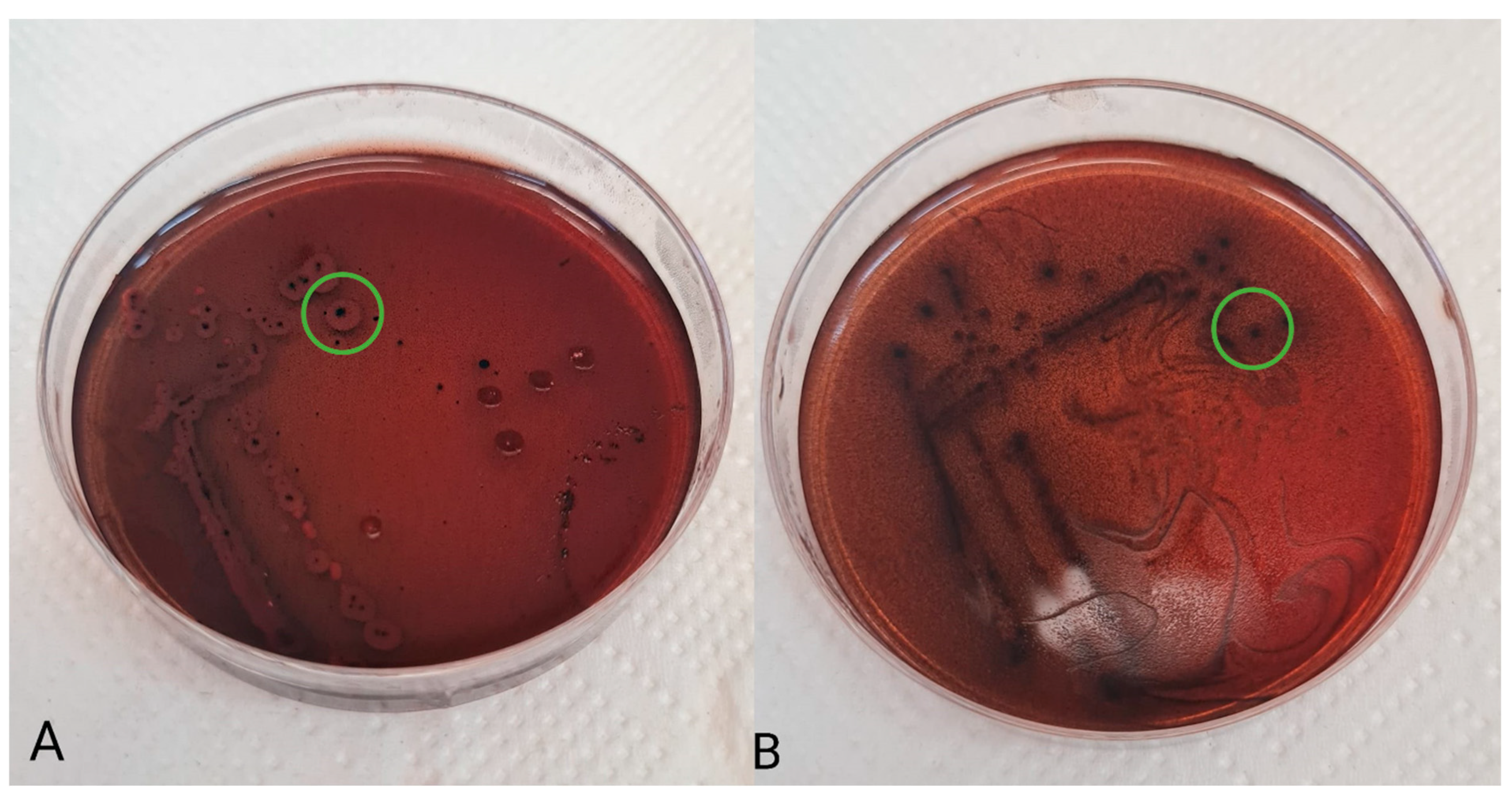 Fermentation 09 00960 g001