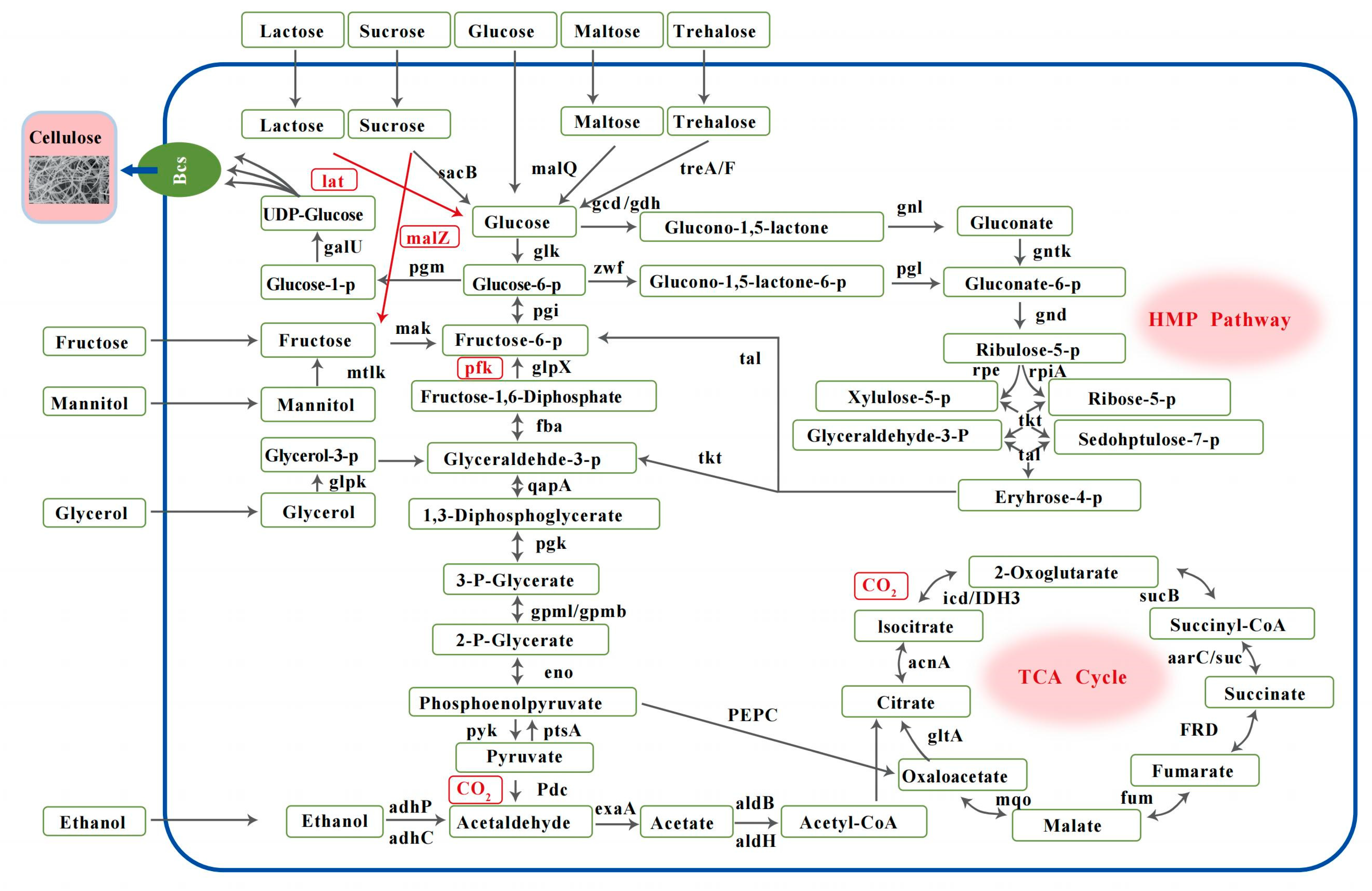 Fermentation 09 00972 g005