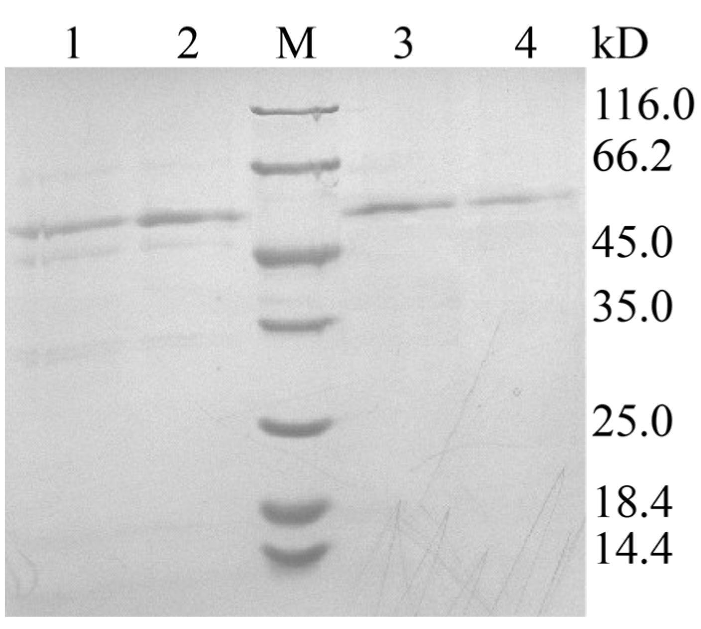Fermentation 09 00978 g004