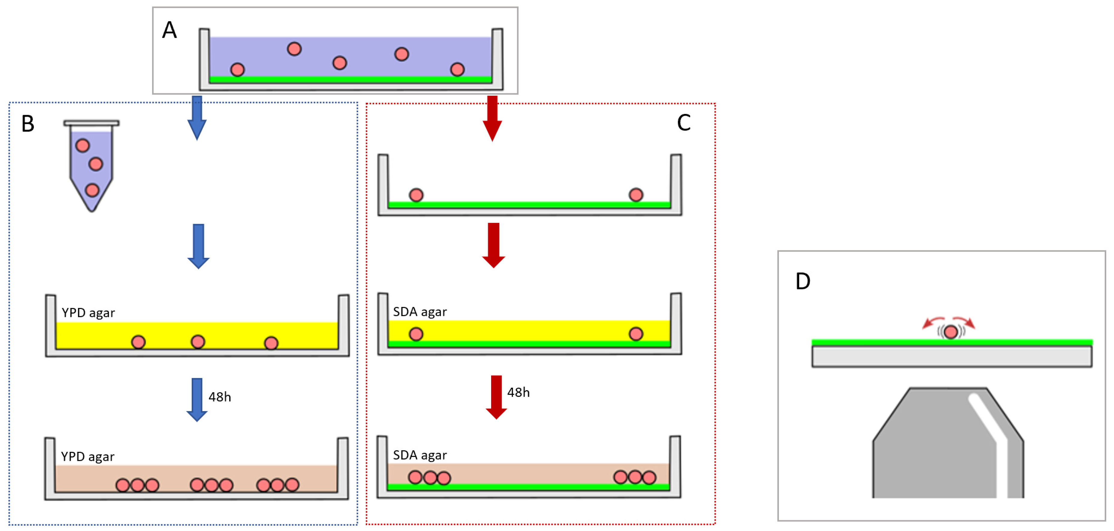 Fermentation 09 00991 g001