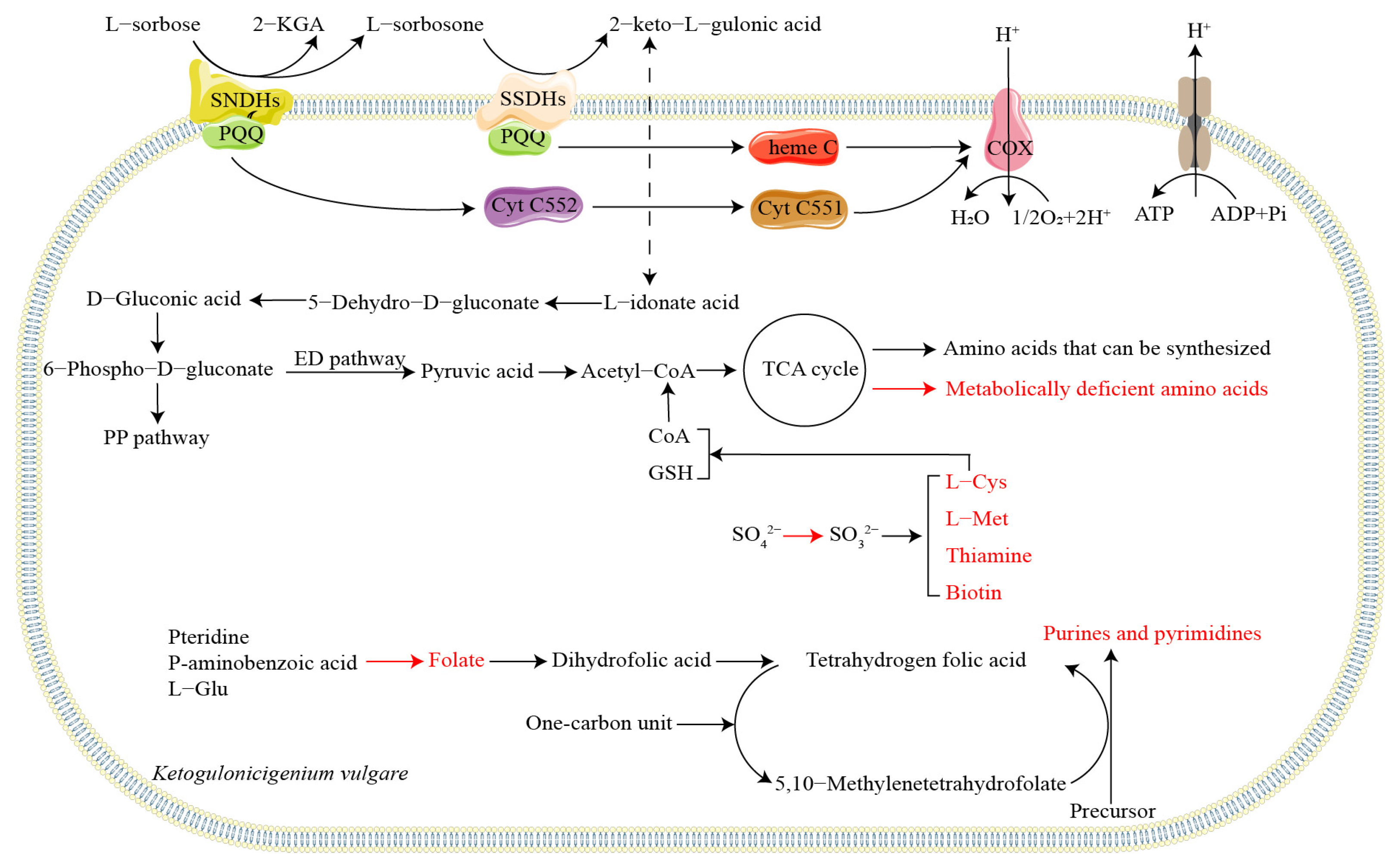 Fermentation 09 01000 g002