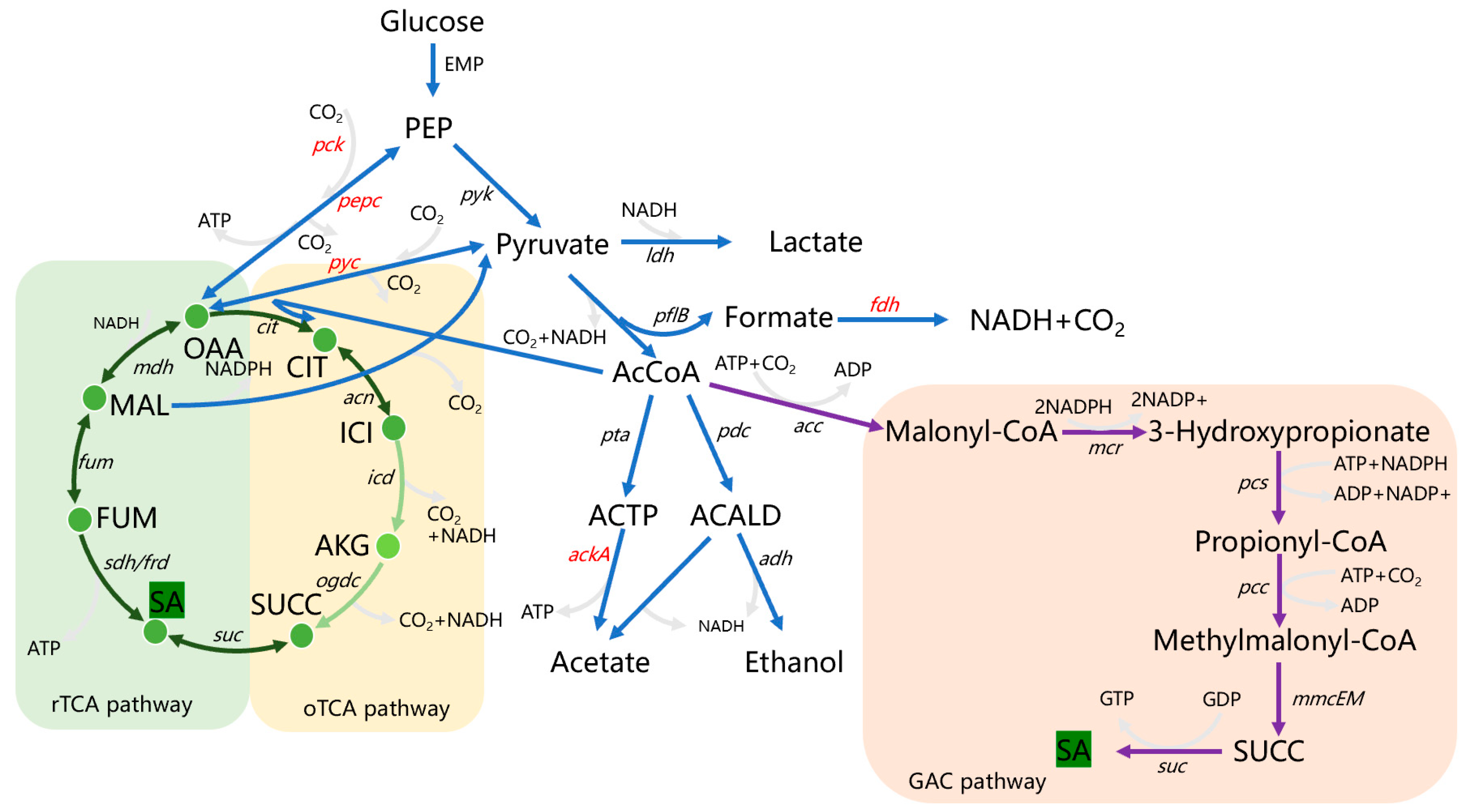 Fermentation 09 01026 g001