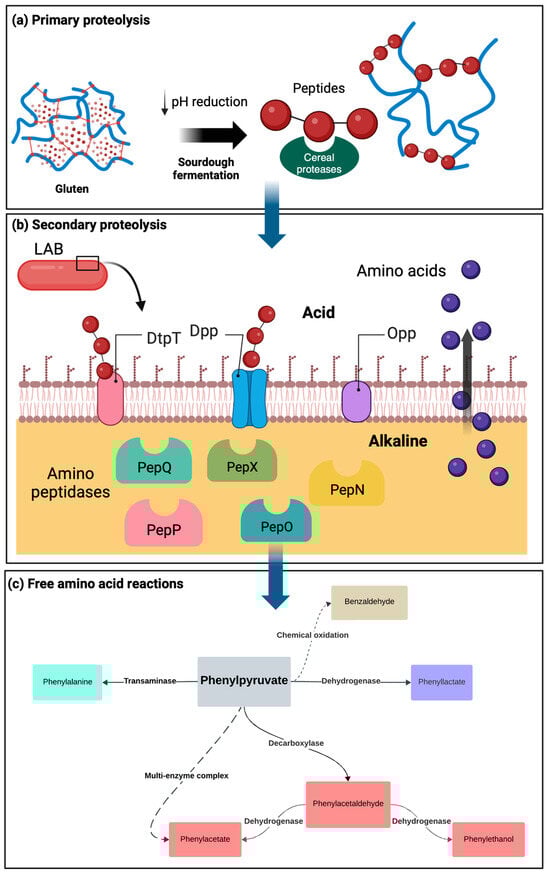 Fermentation 10 00007 g002