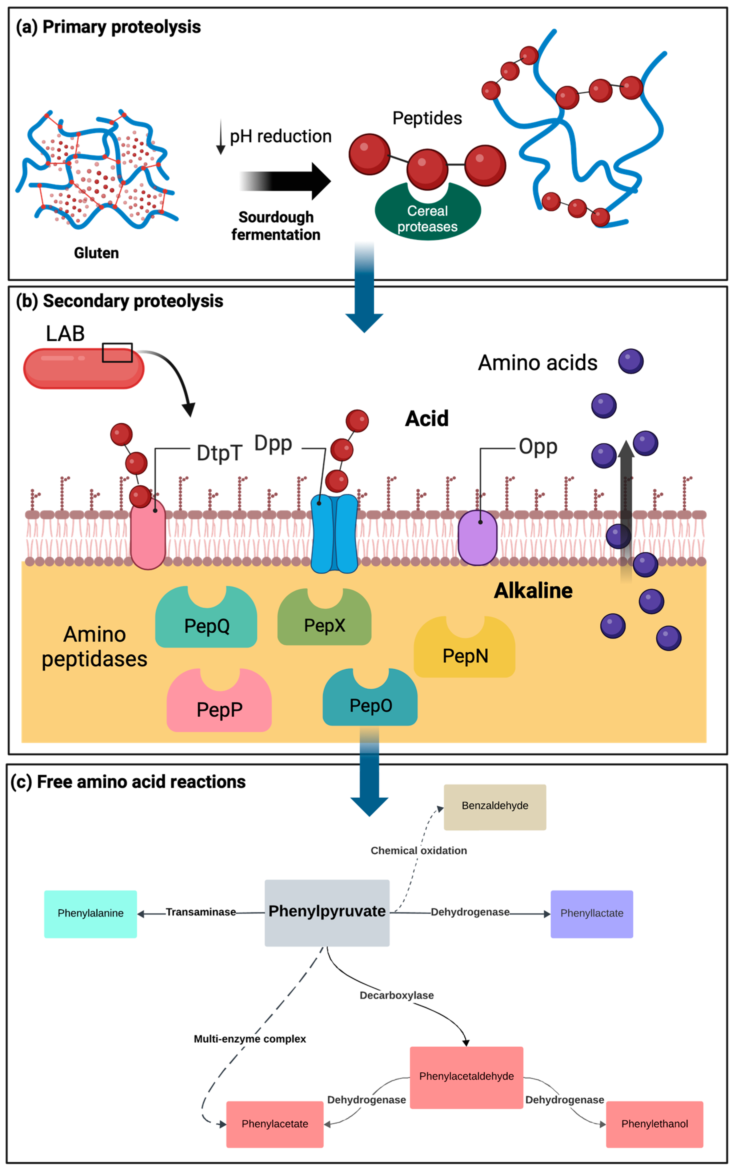 Fermentation 10 00007 g002