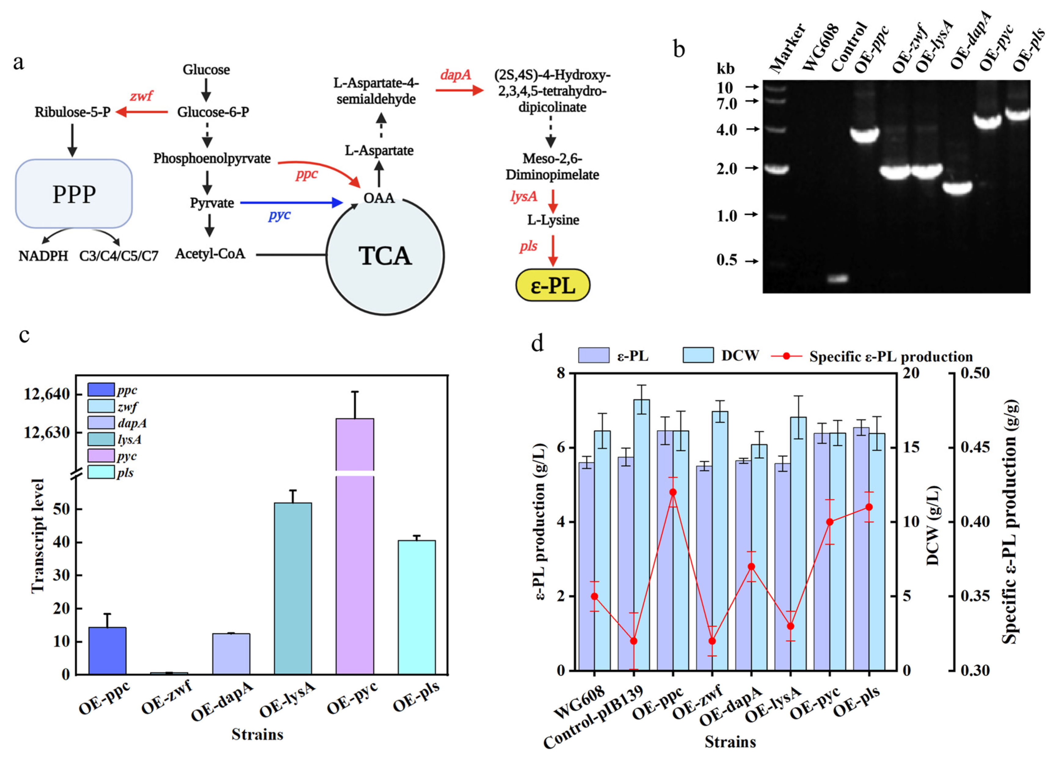 Fermentation 10 00065 g004