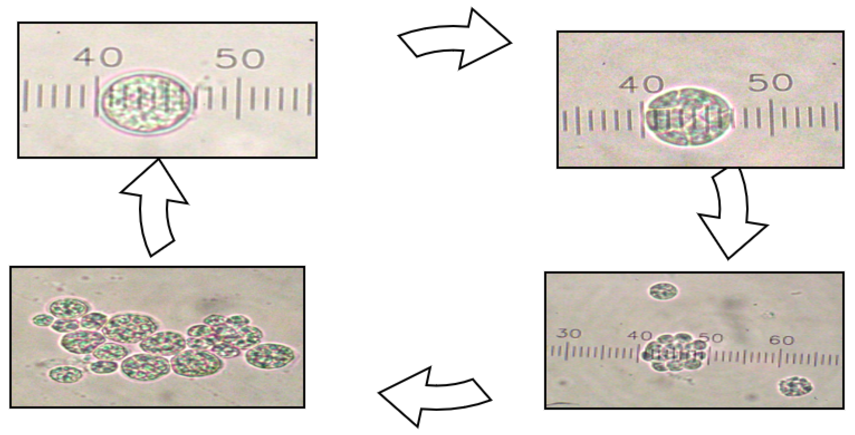 Fermentation 10 00086 g002