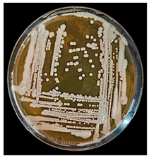 Fermentation 10 00139 i002