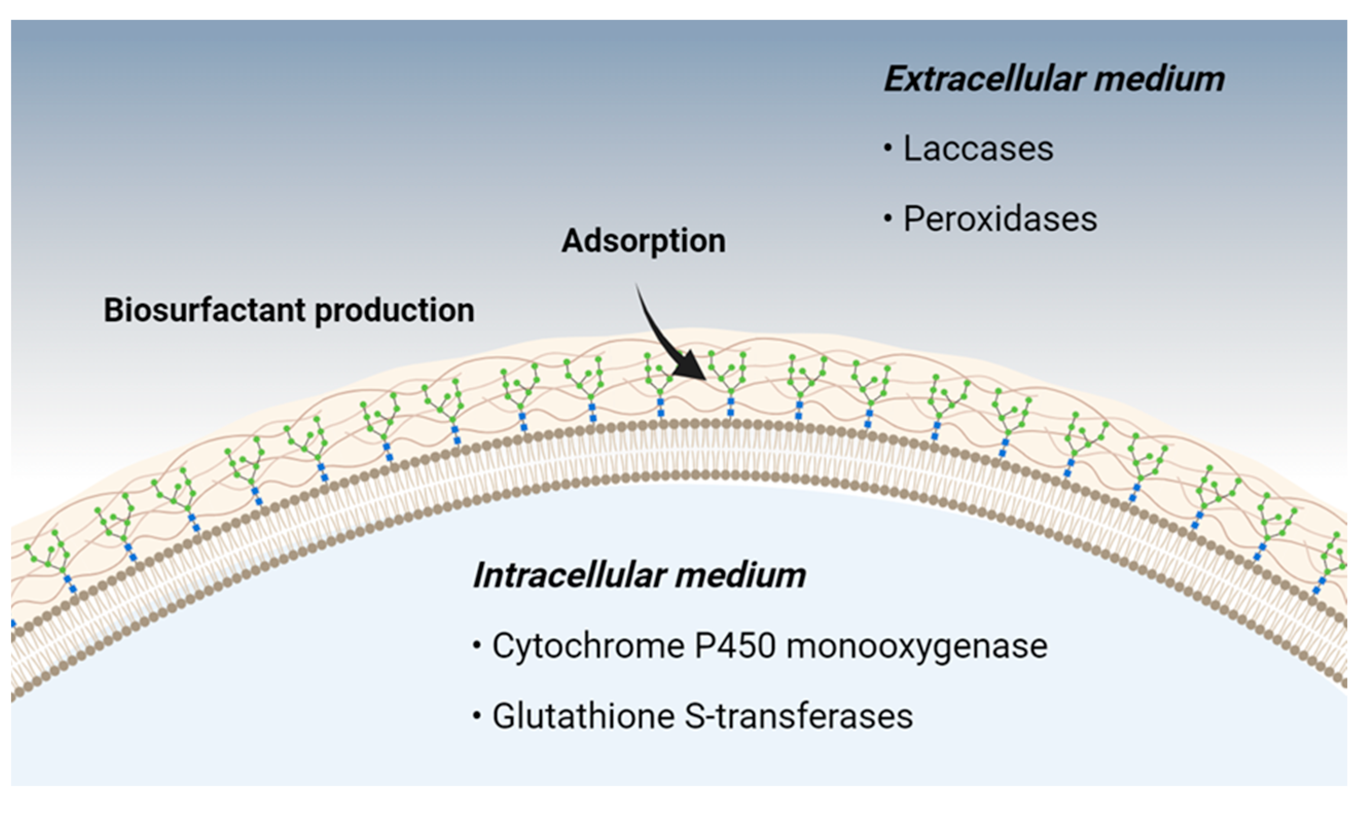 Fermentation 10 00143 g009