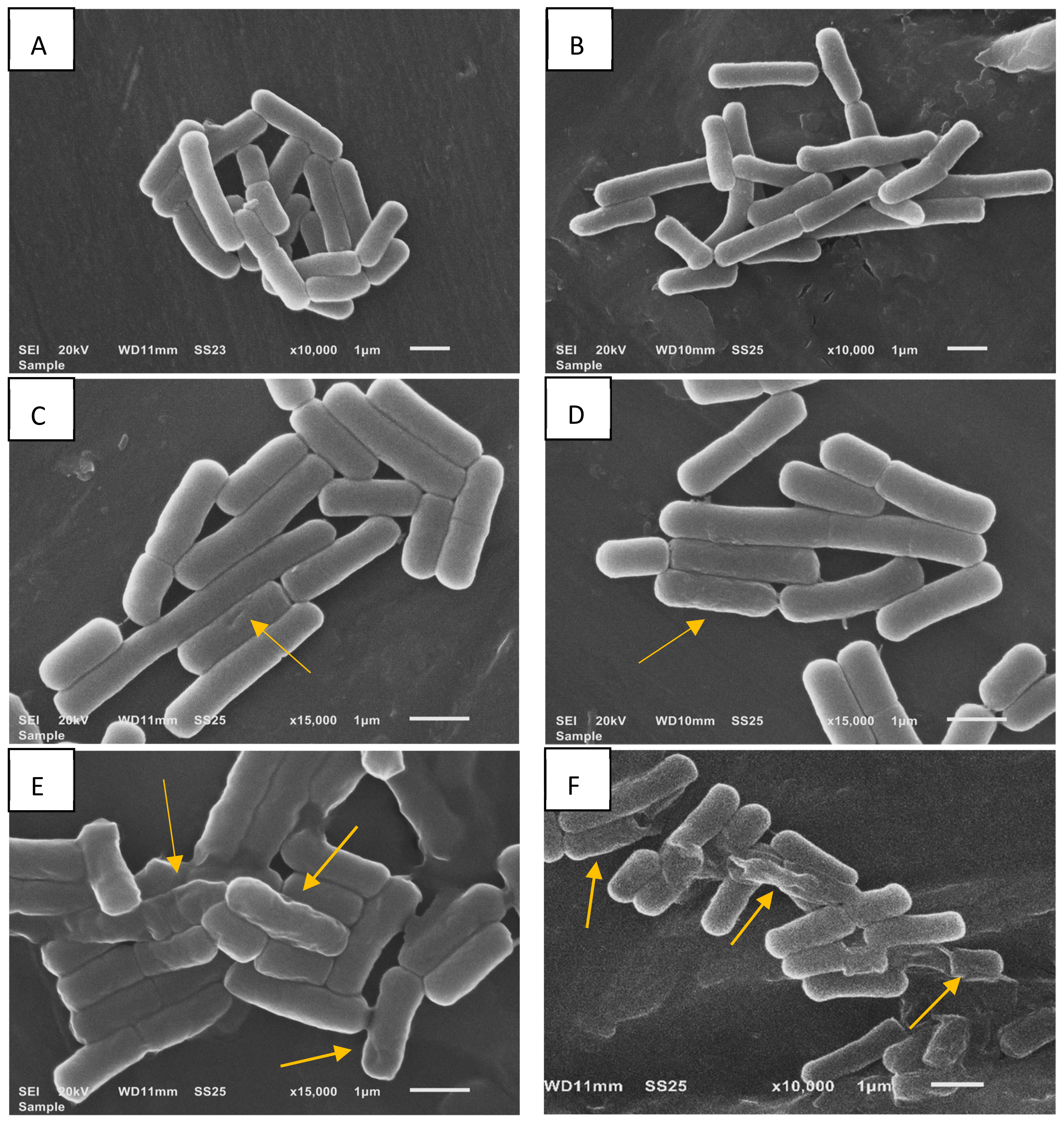 Fermentation 10 00150 g003
