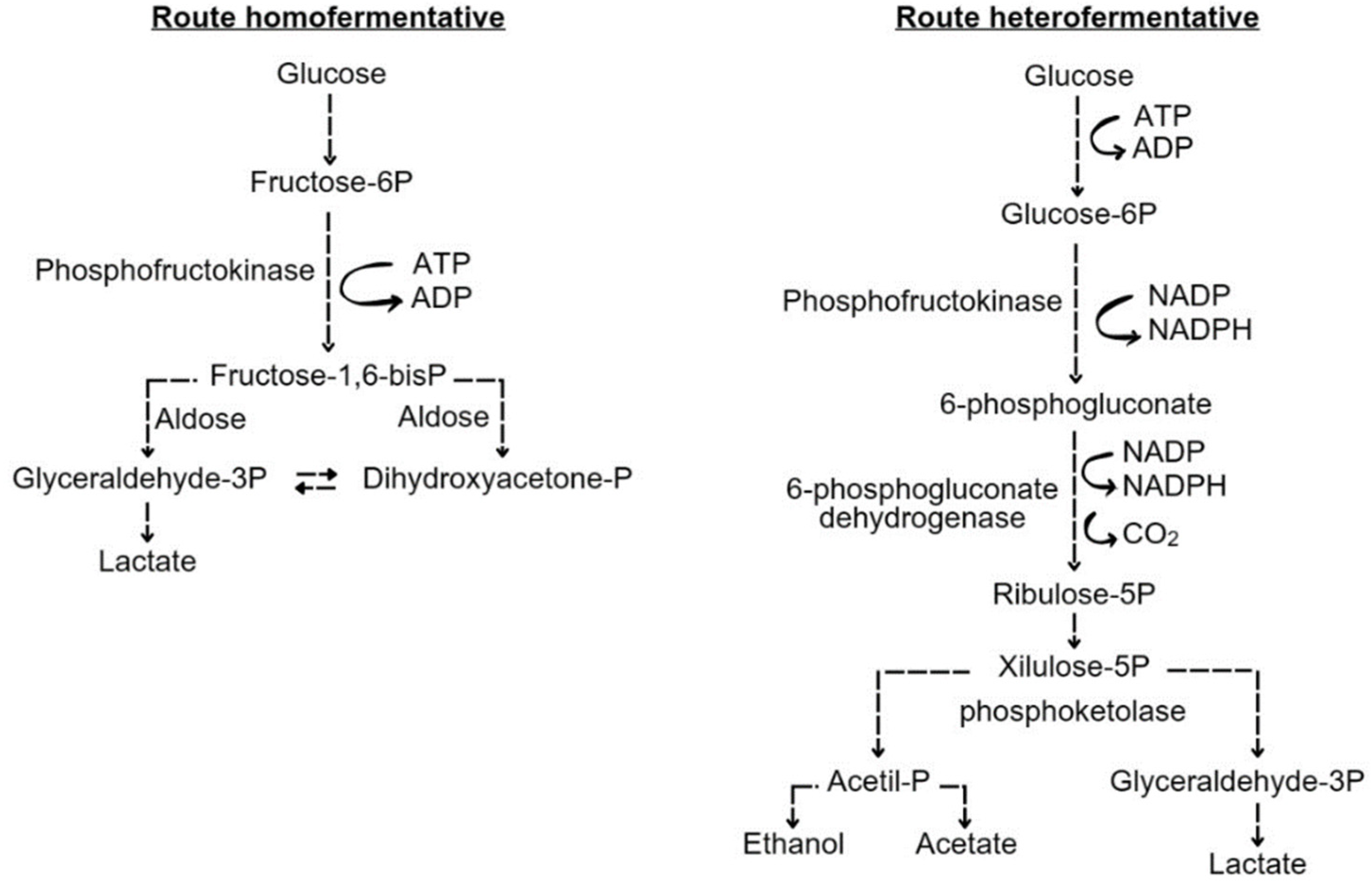 Fermentation 10 00168 g001