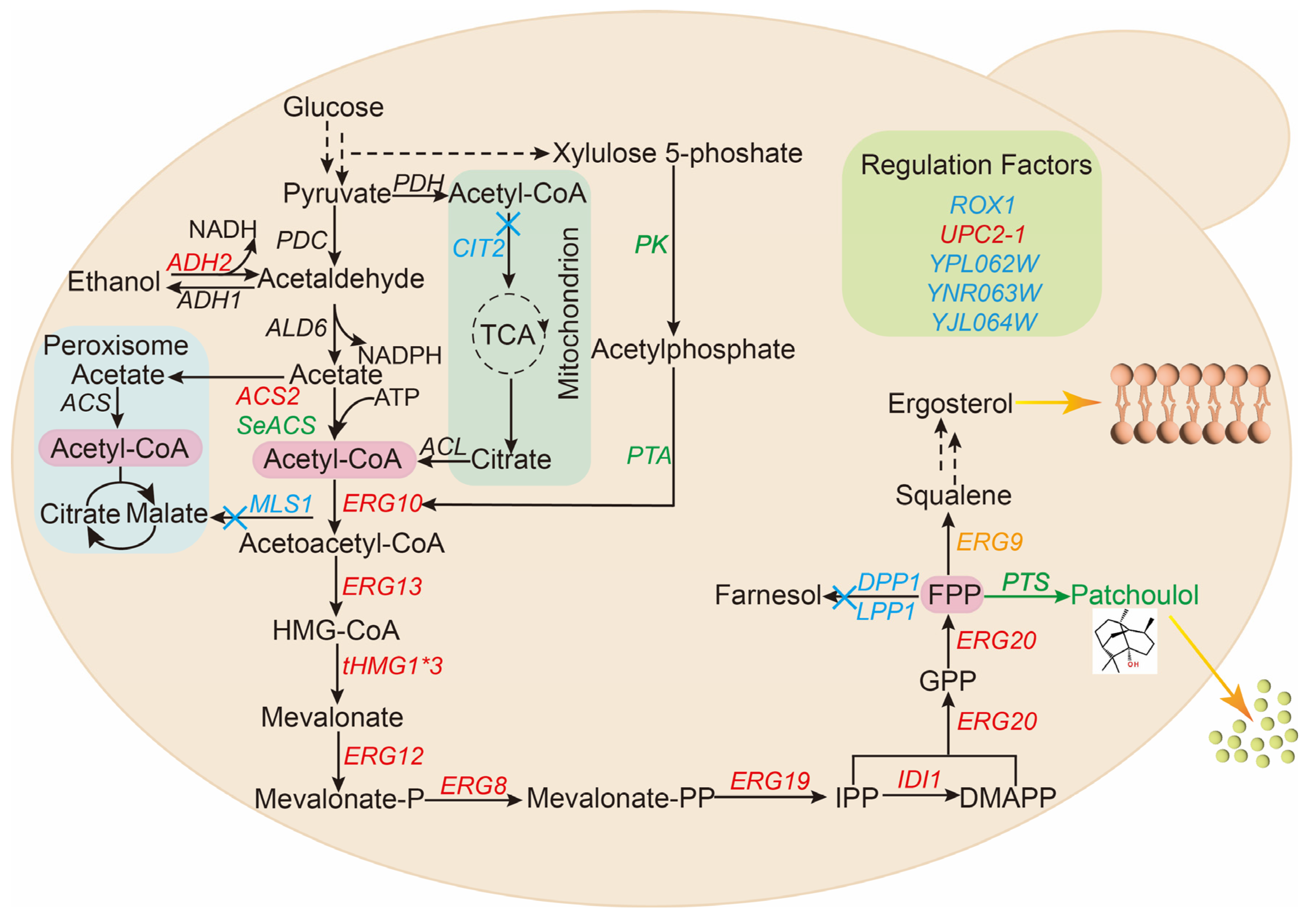 Fermentation 10 00211 g001