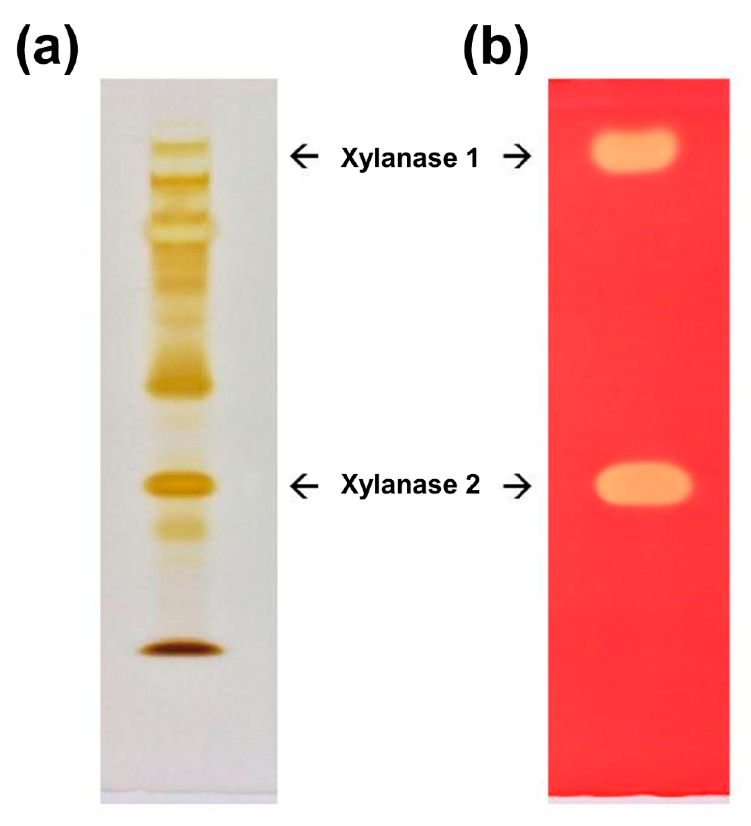 Fermentation 10 00241 g003