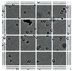 Fermentation 10 00415 i003
