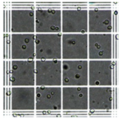 Fermentation 10 00415 i004