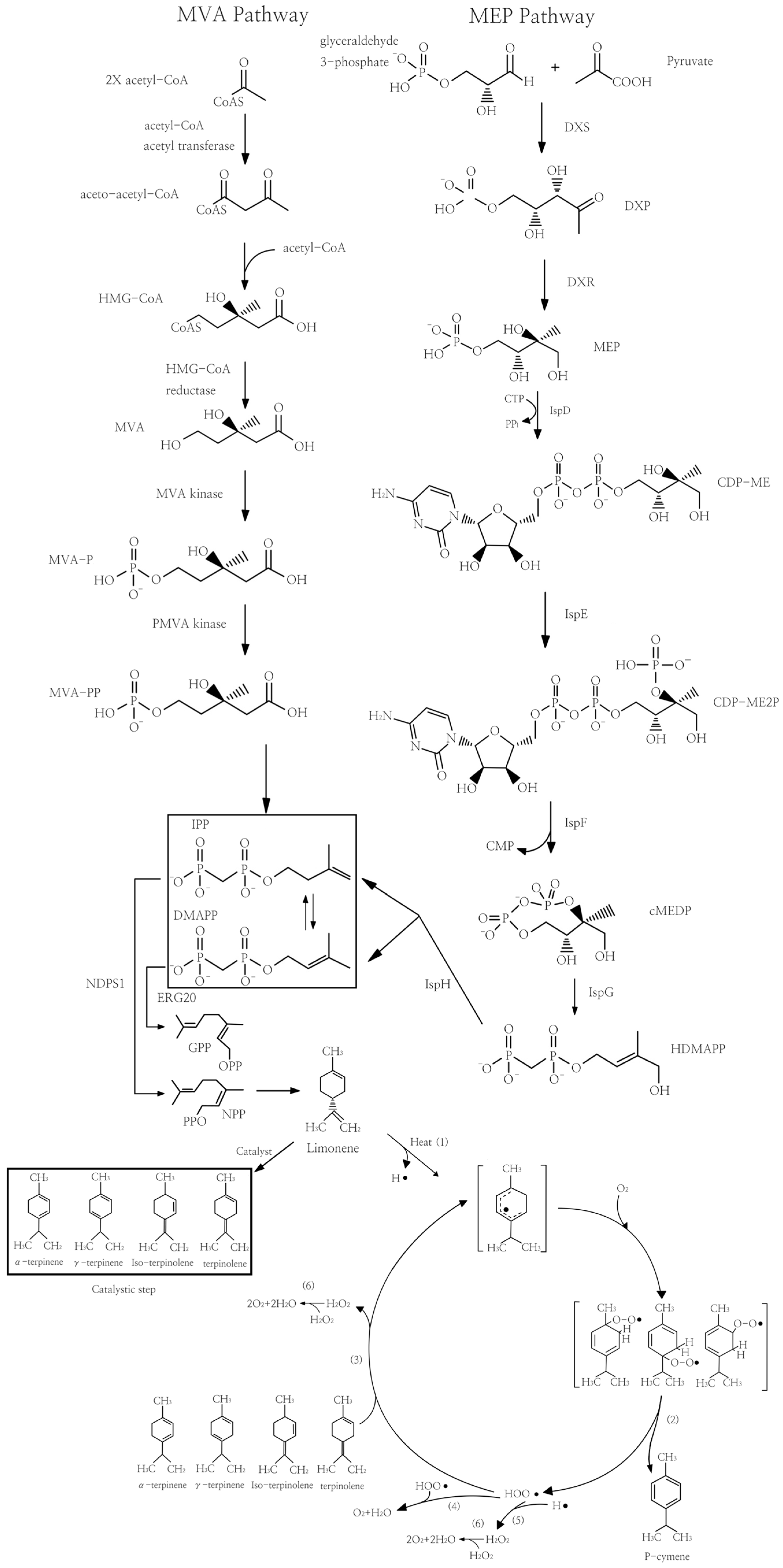 Fermentation 10 00488 g001