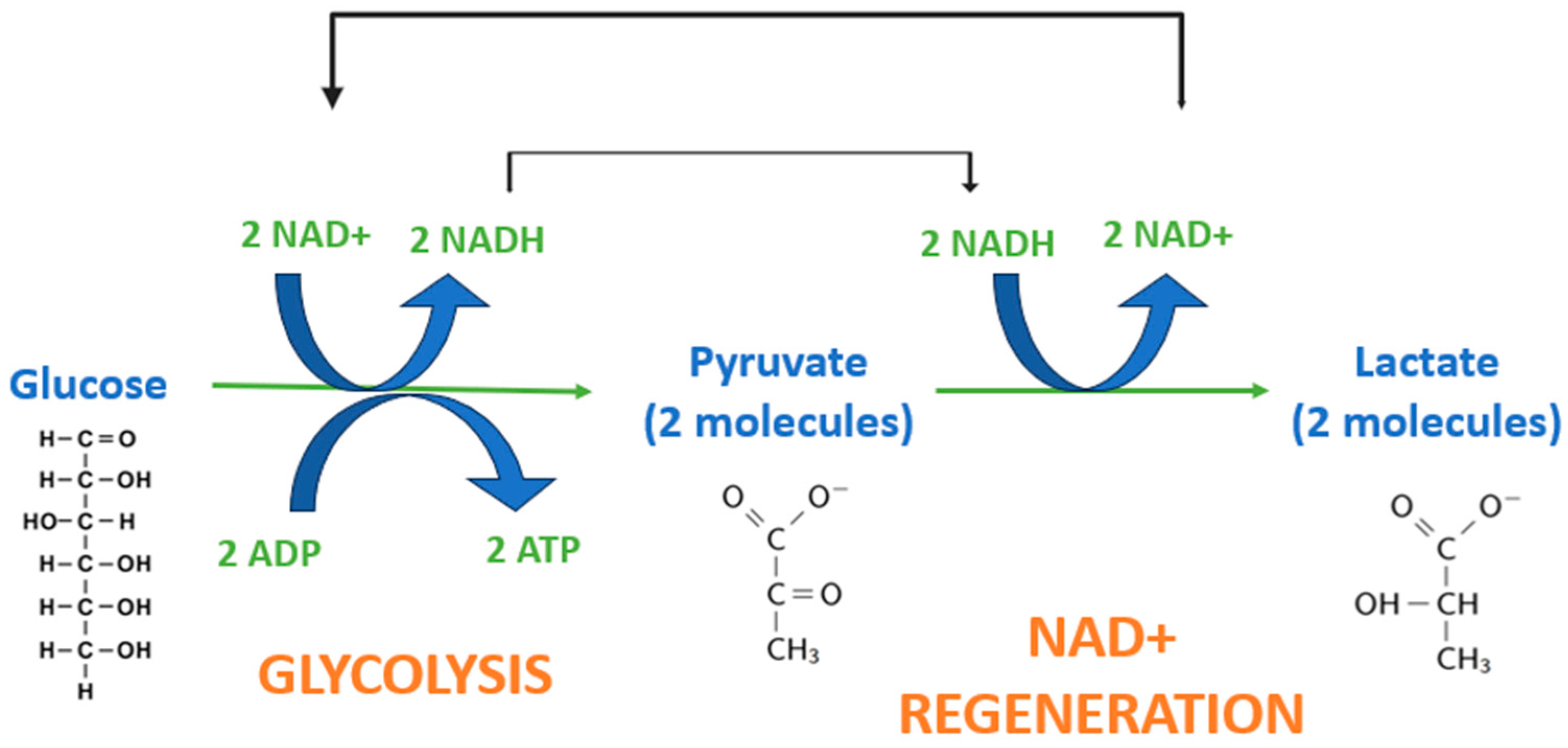 Fermentation 10 00489 g003