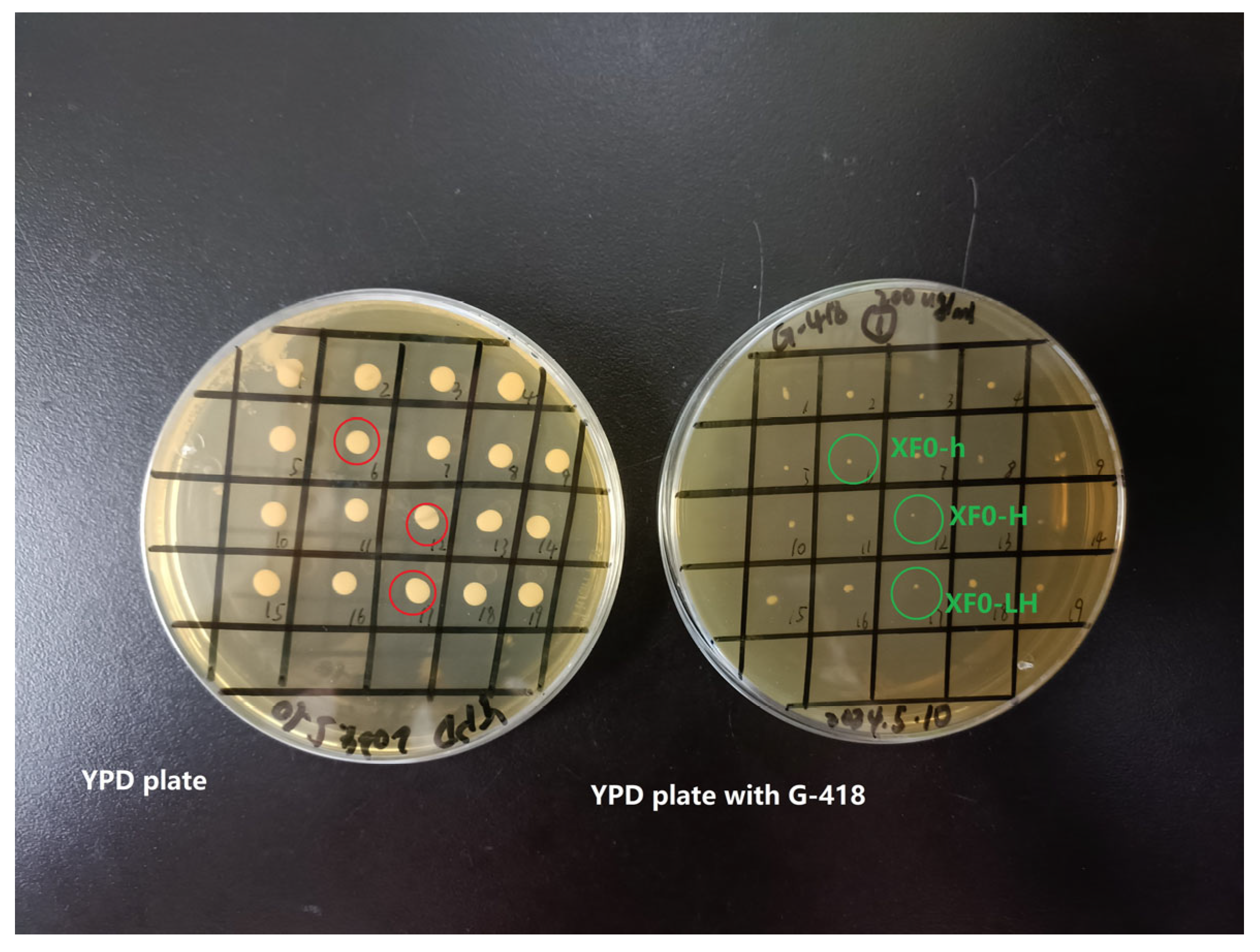 Fermentation 10 00589 g005