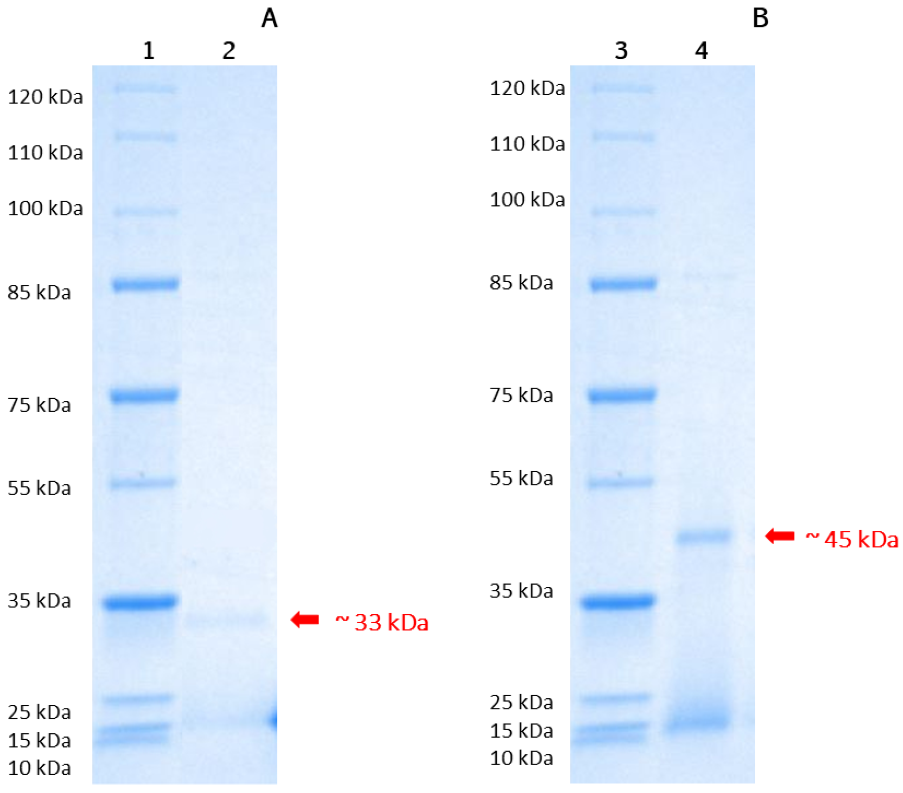 Fermentation 10 00595 g001 Fermentation 10 00595 g001
