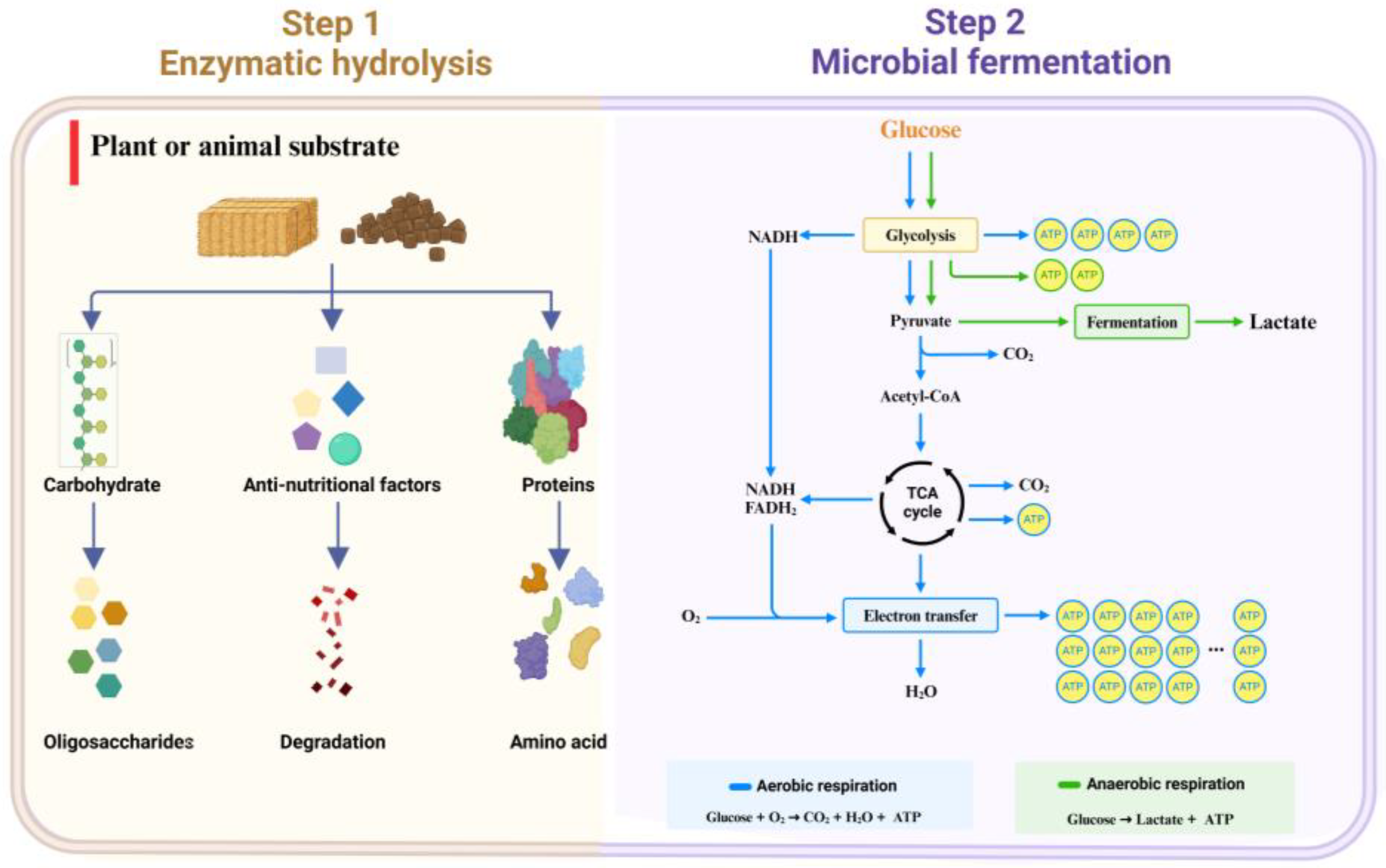 Fermentation 10 00648 g002