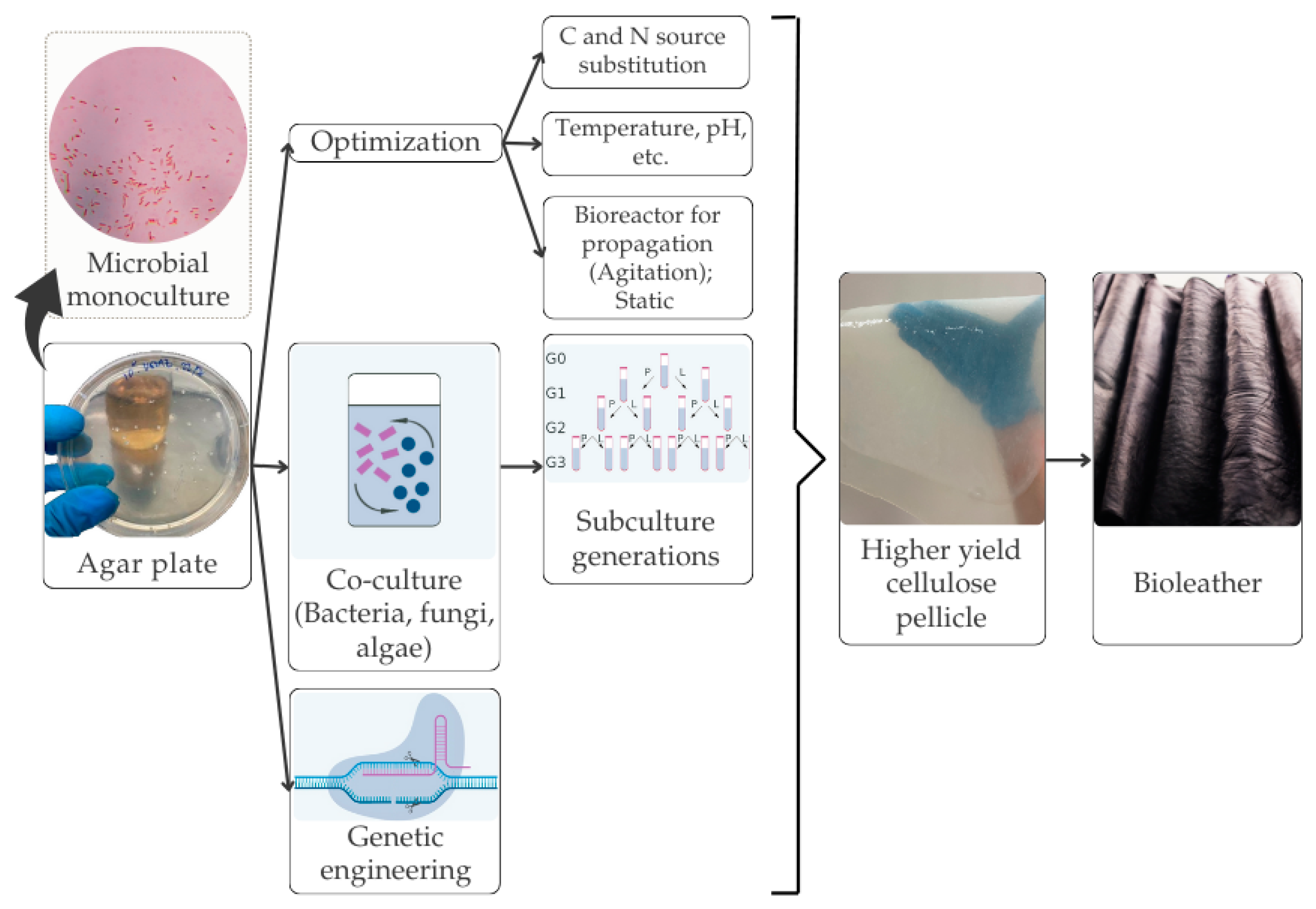 Fermentation 11 00023 g003