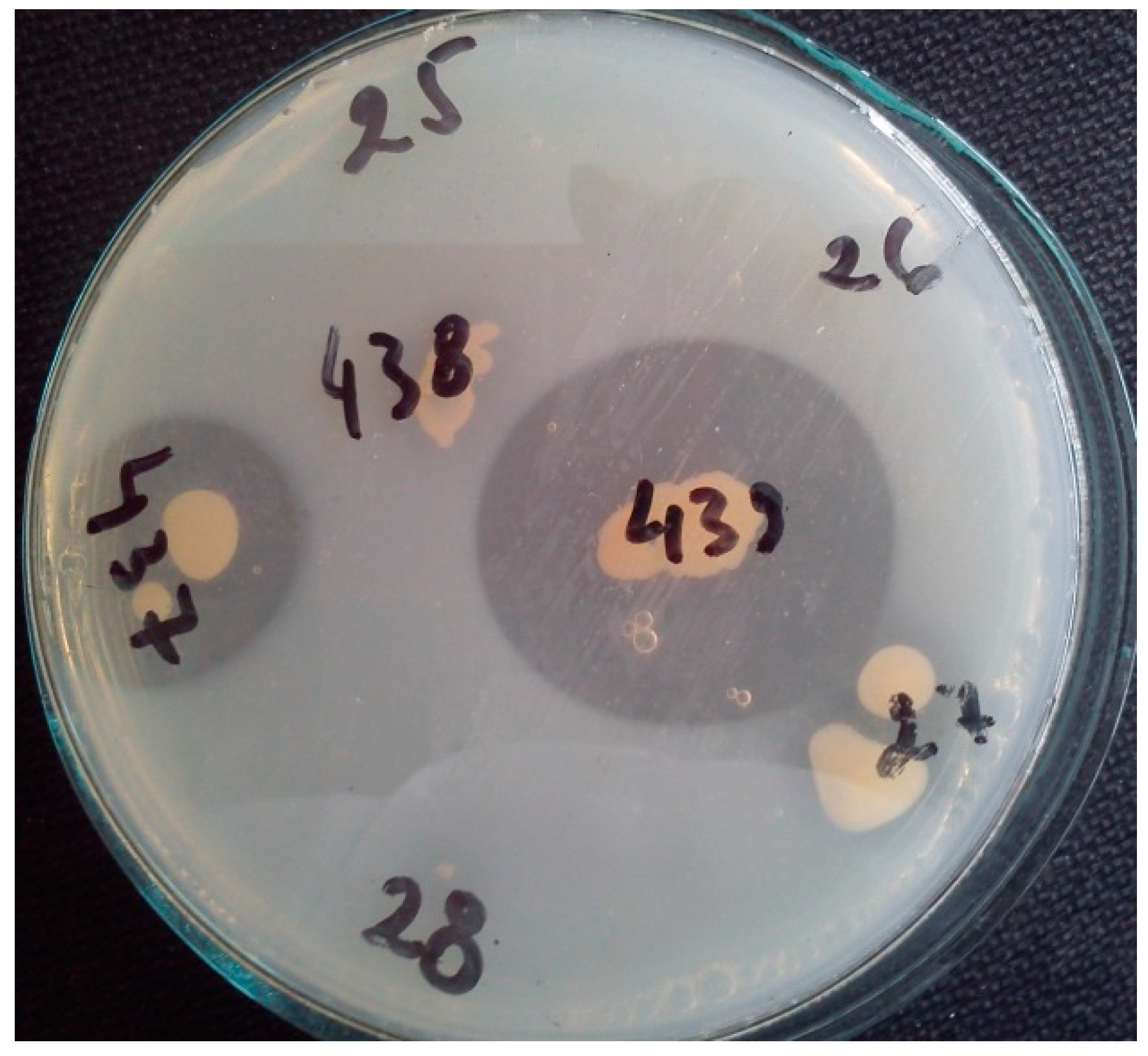 Fermentation 11 00039 g001