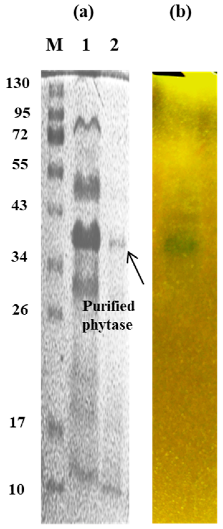 Fermentation 11 00039 g004