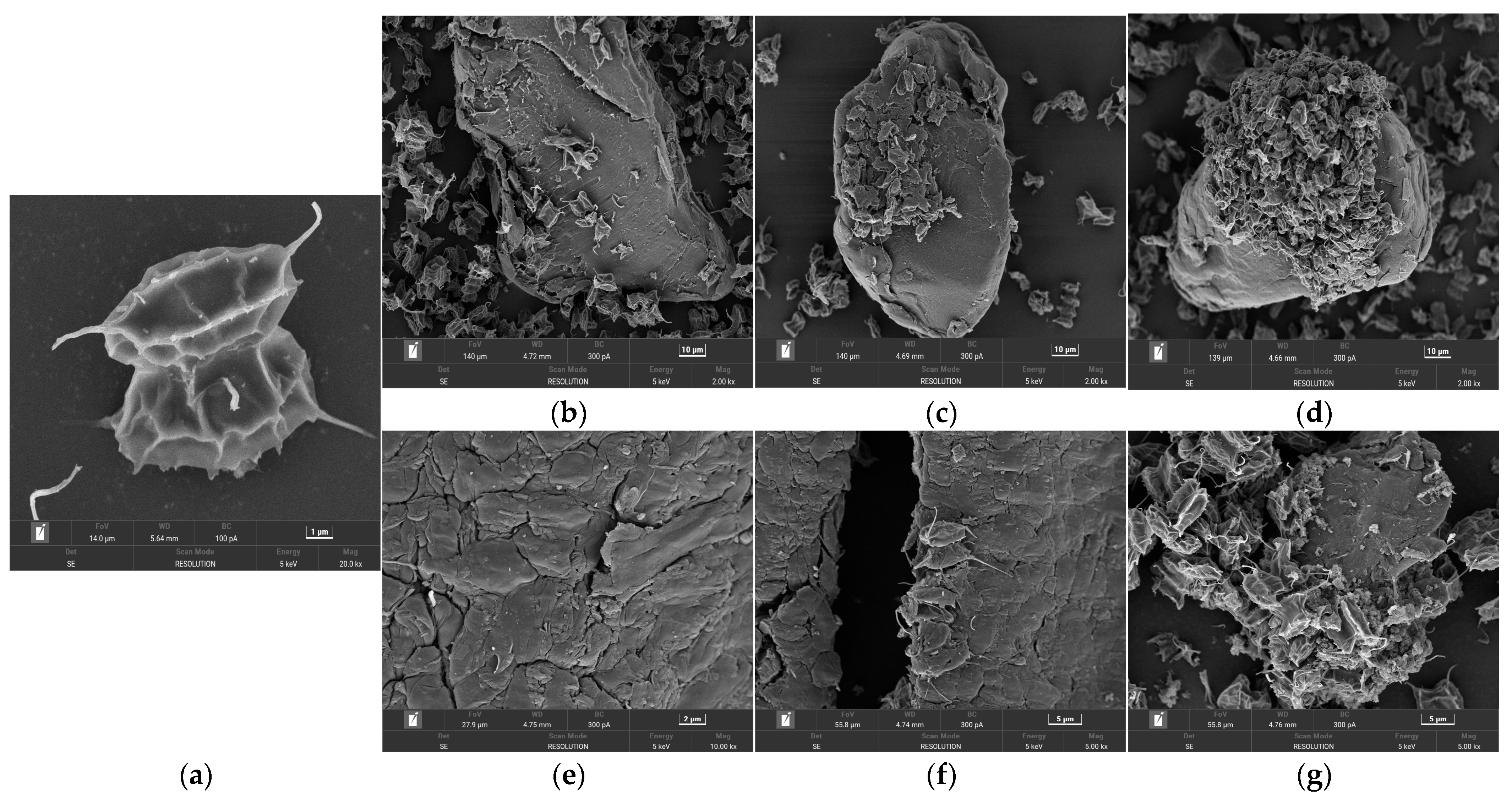 Fermentation 11 00056 g001
