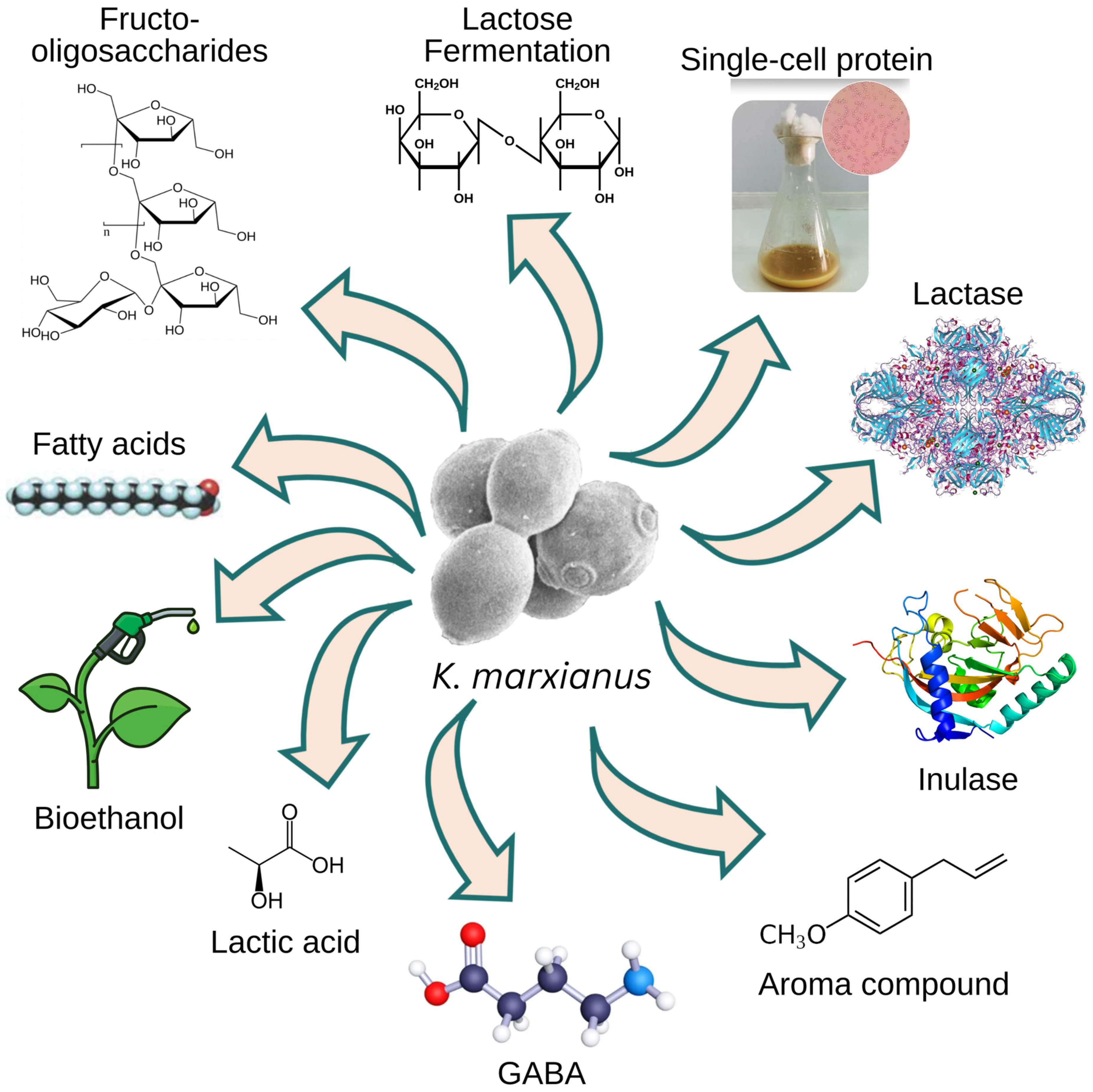 Fermentation 11 00098 g001
