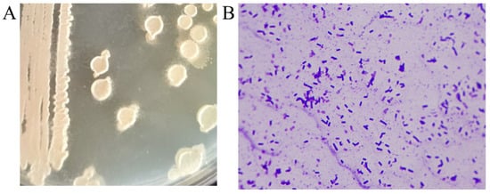 Fermentation 11 00137 g002