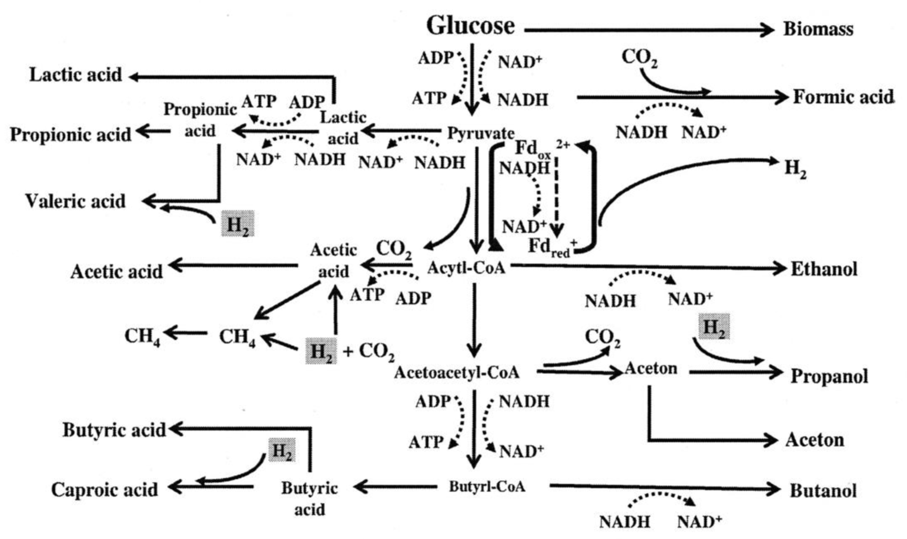 Fermentation 11 00172 g005
