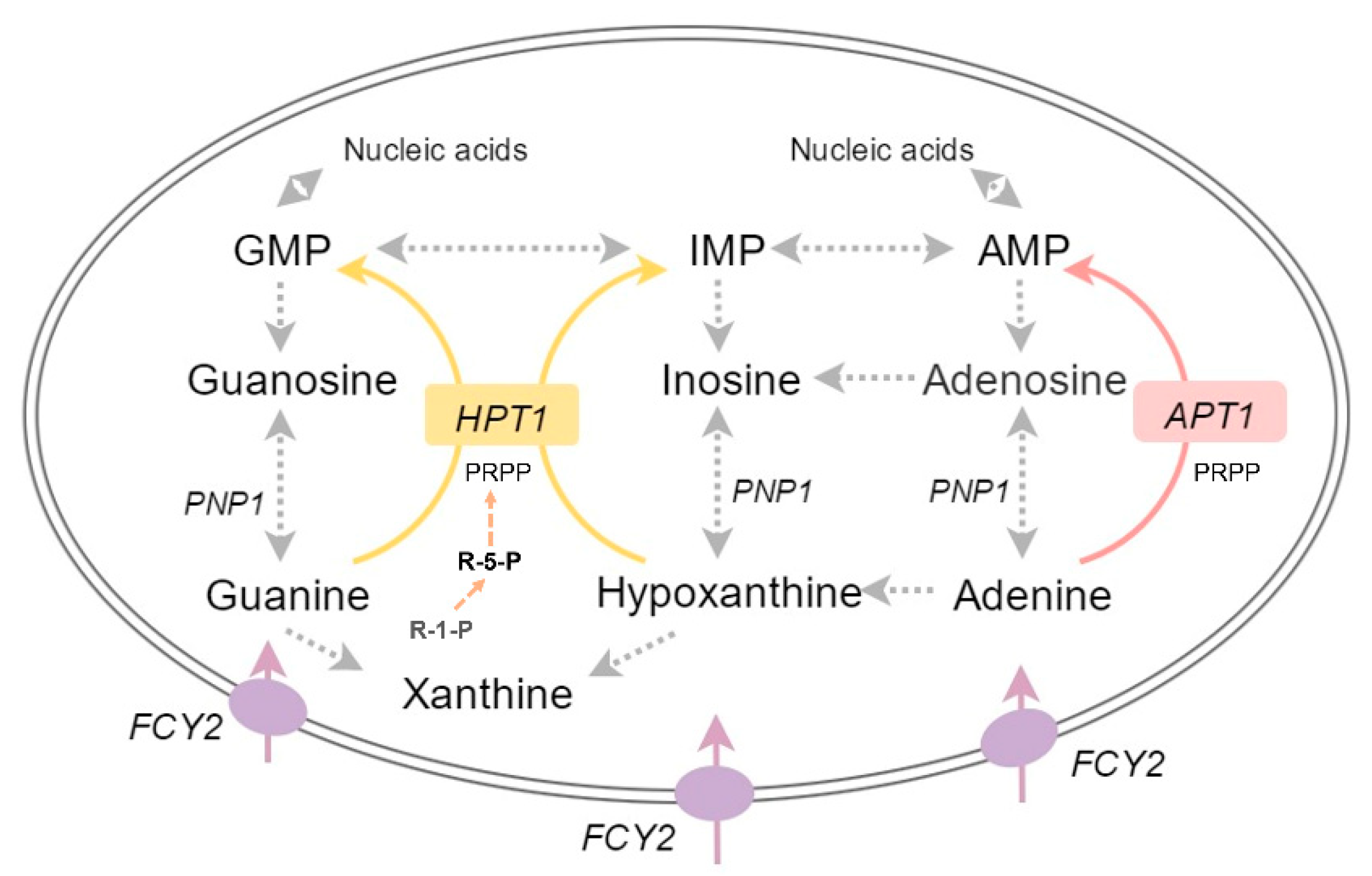Fermentation 11 00193 g003 Fermentation 11 00193 g003