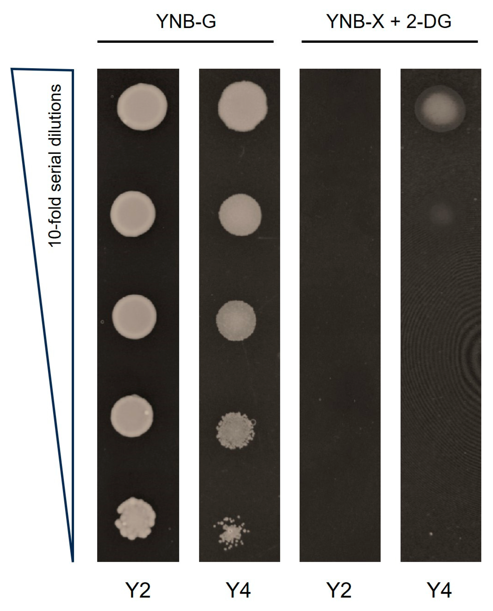 Fermentation 11 00204 g001