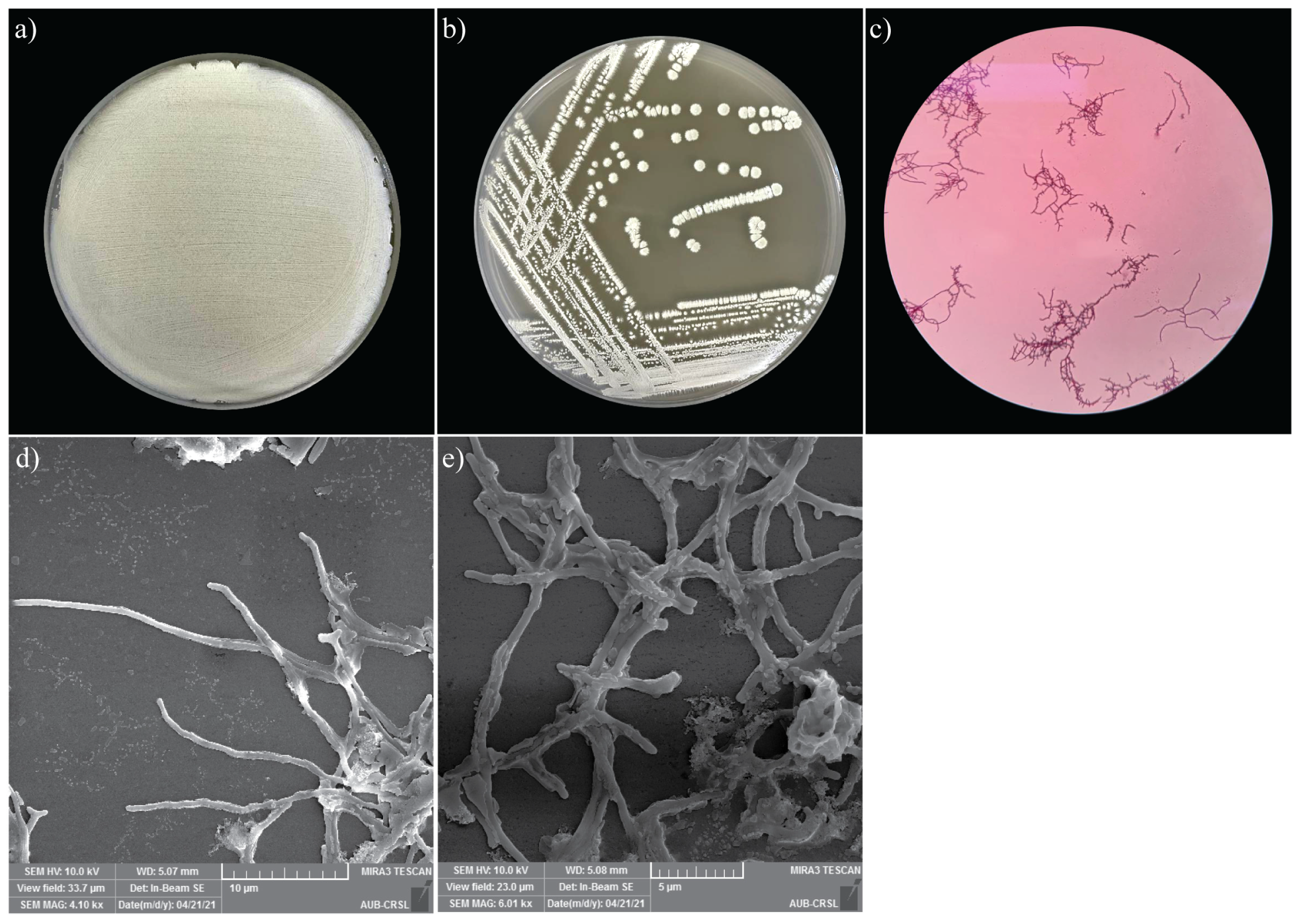 Fermentation 11 00222 g002