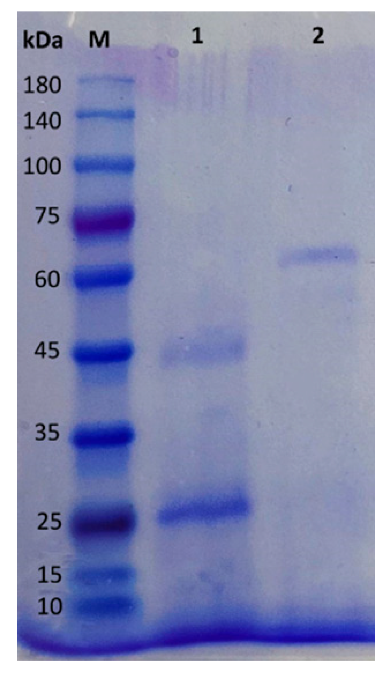 Fermentation 11 00336 g002 Fermentation 11 00336 g002