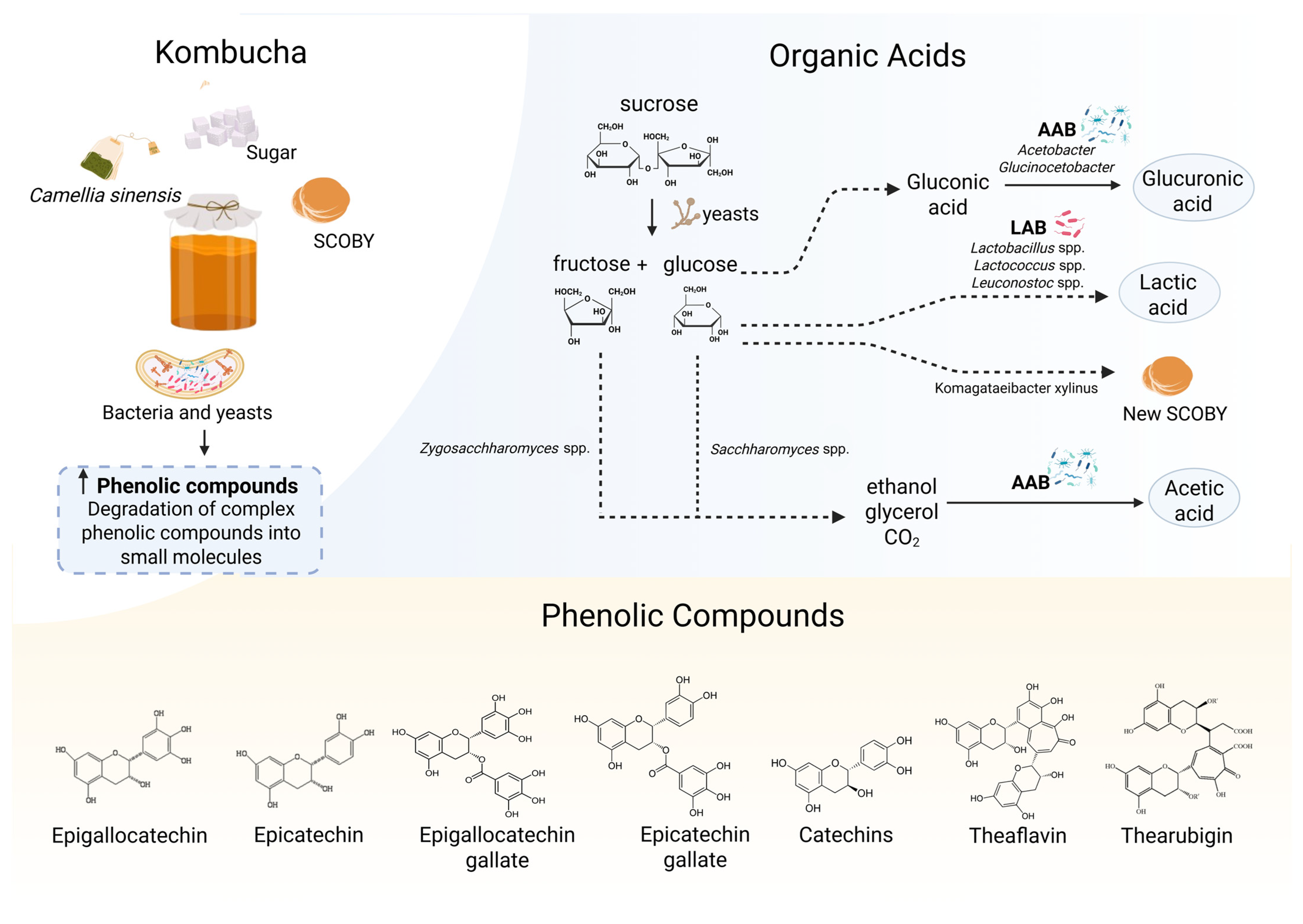 Fermentation 11 00353 g001